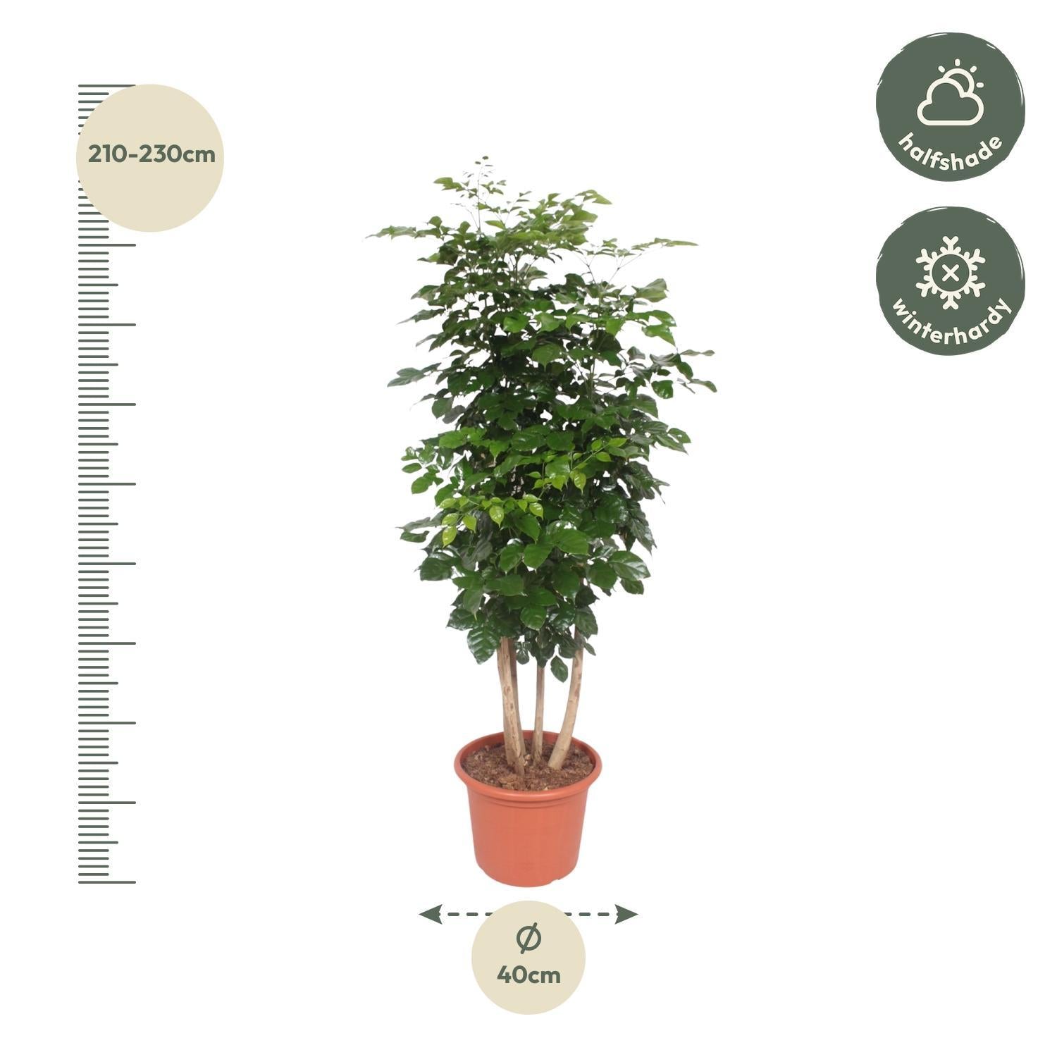 Radermachera Hainanensis - 220 cm - ø40