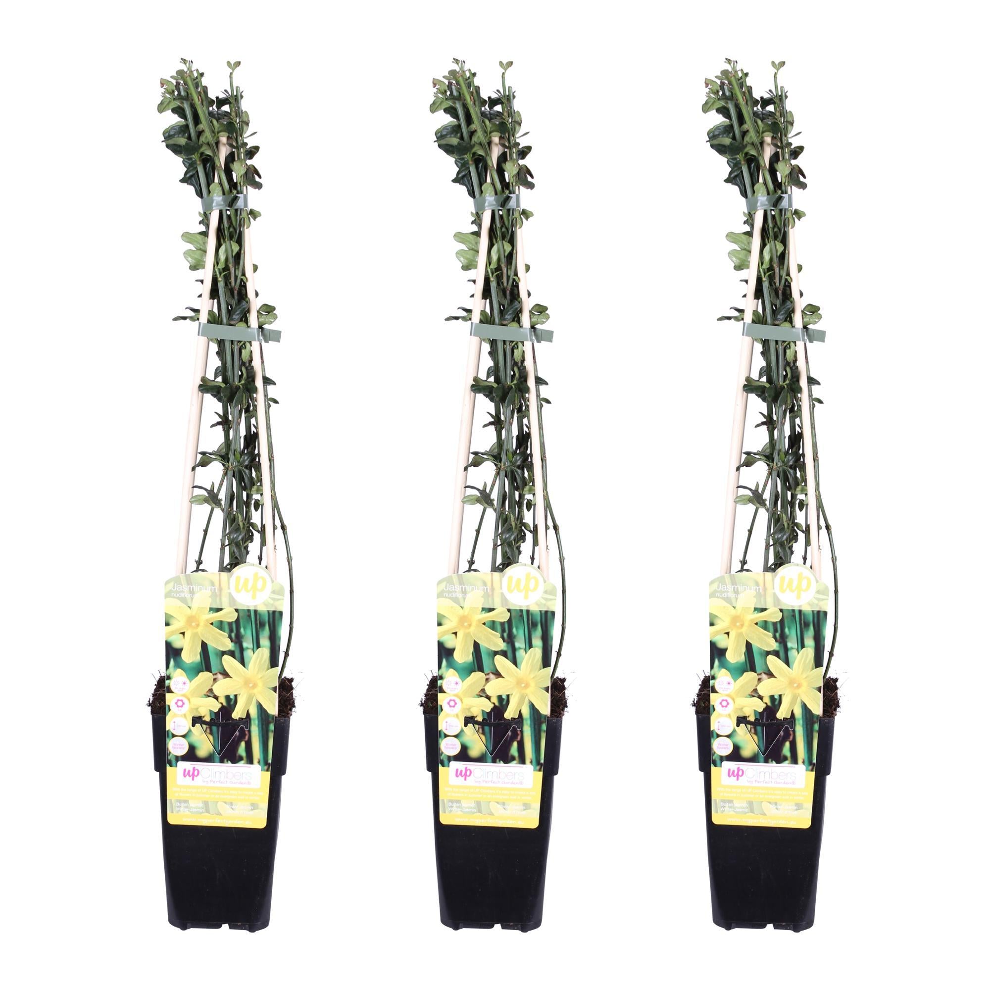 3x - Jasmijn nudiflorum - ?65cm - Ø15