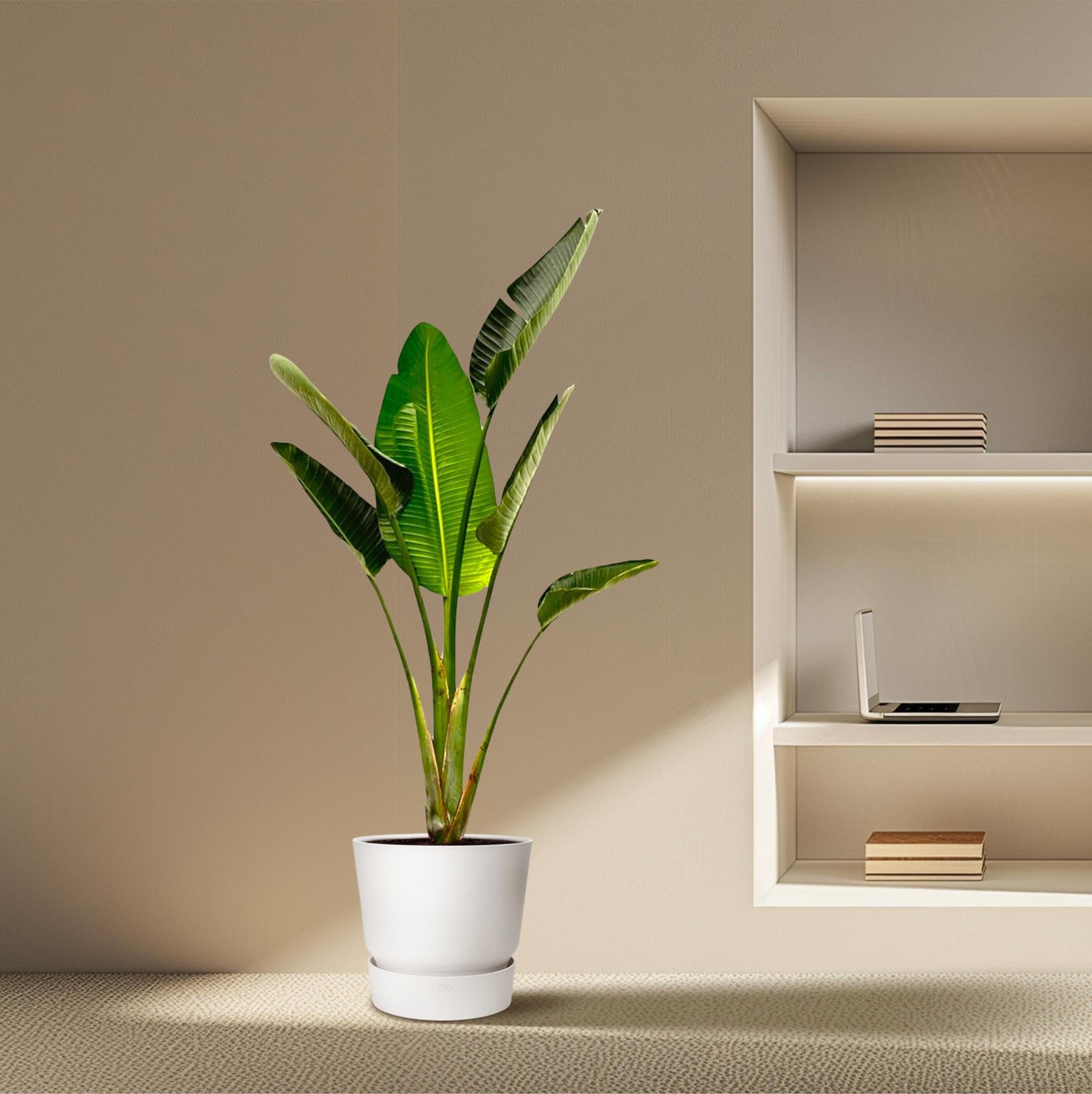 Strelitzia Augusta - 180cm - ?30
