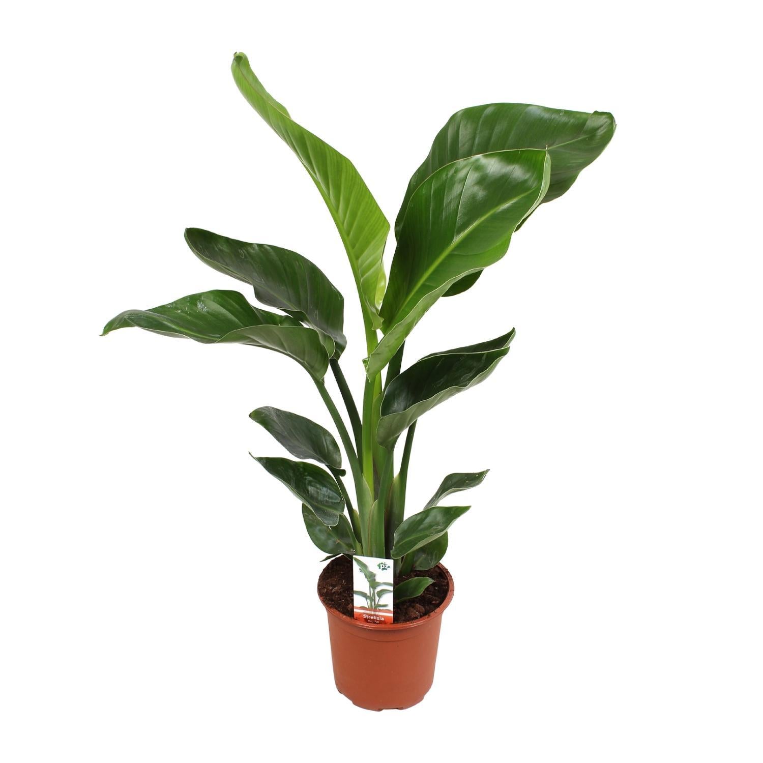 Strelitzia Nicolai 17 cm - Ø17 cm - ↕70 cm