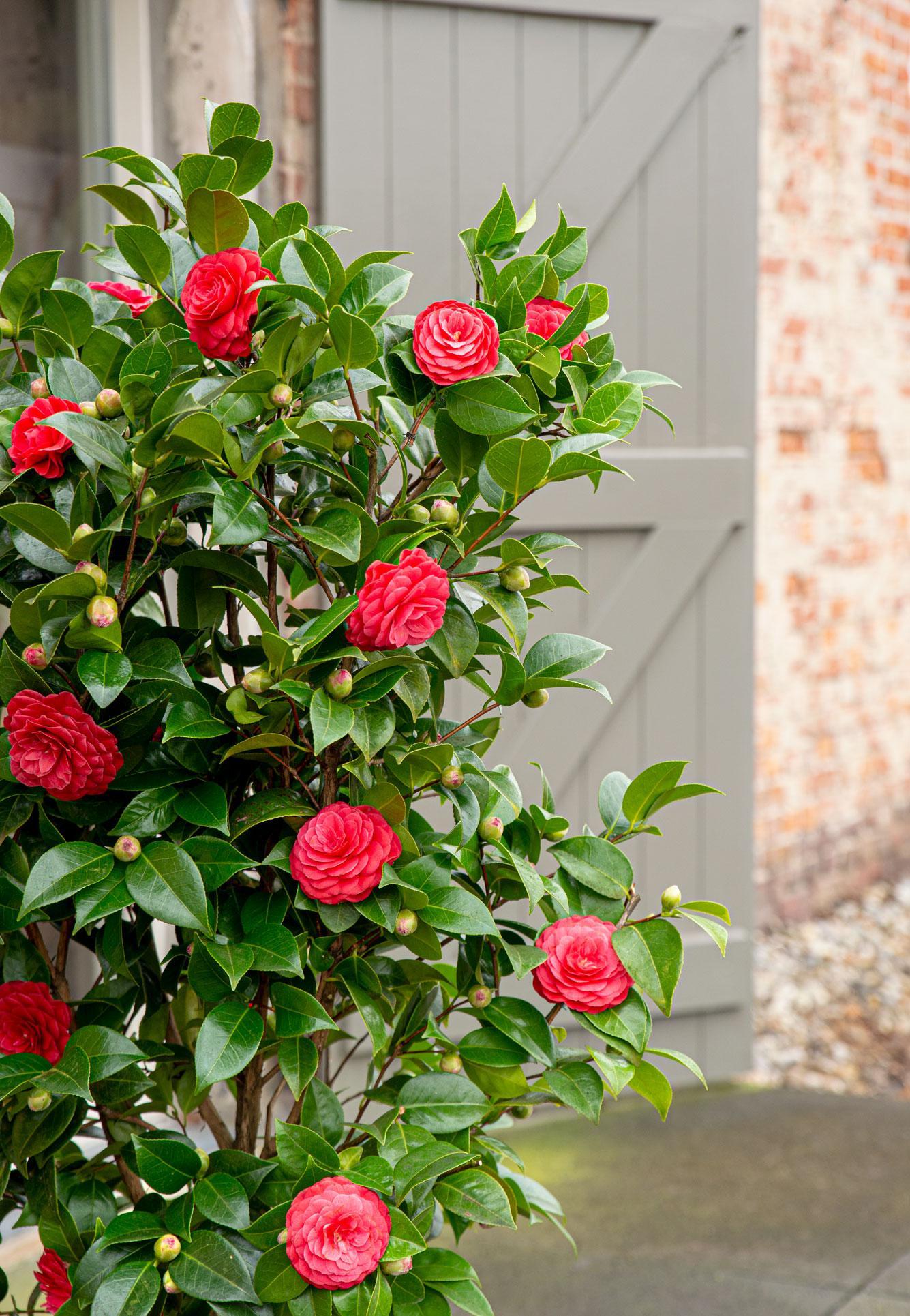 Camellia Japans 'Black Lace' - ?65cm - Ø19cm