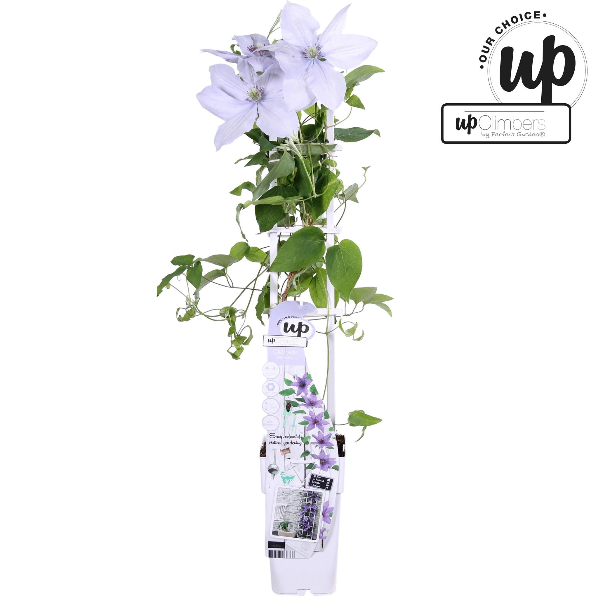 Clematis Bernadine - Clematis Evison Lila