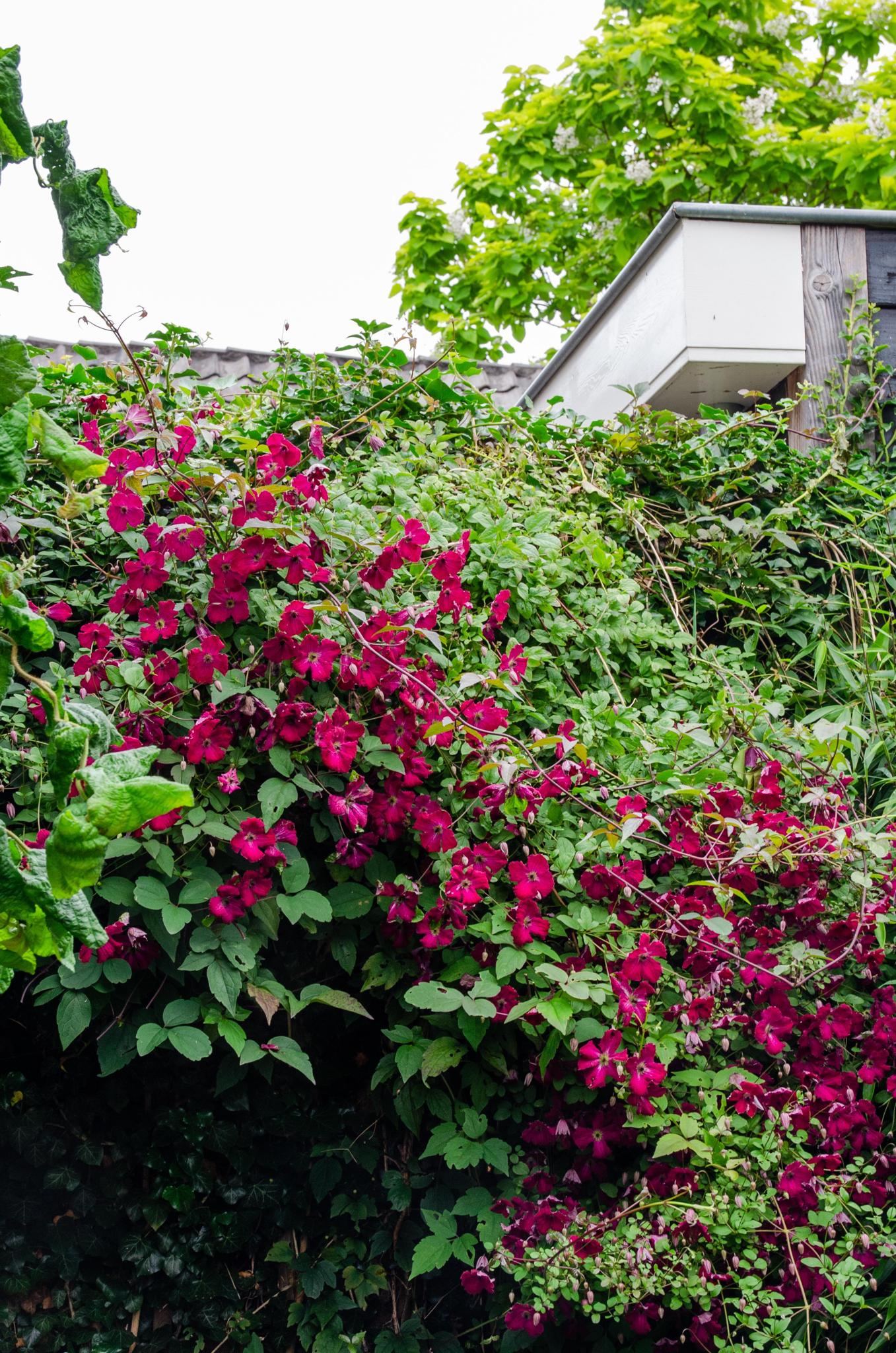 Clematis Rouge Cardinal - Clematis Rood