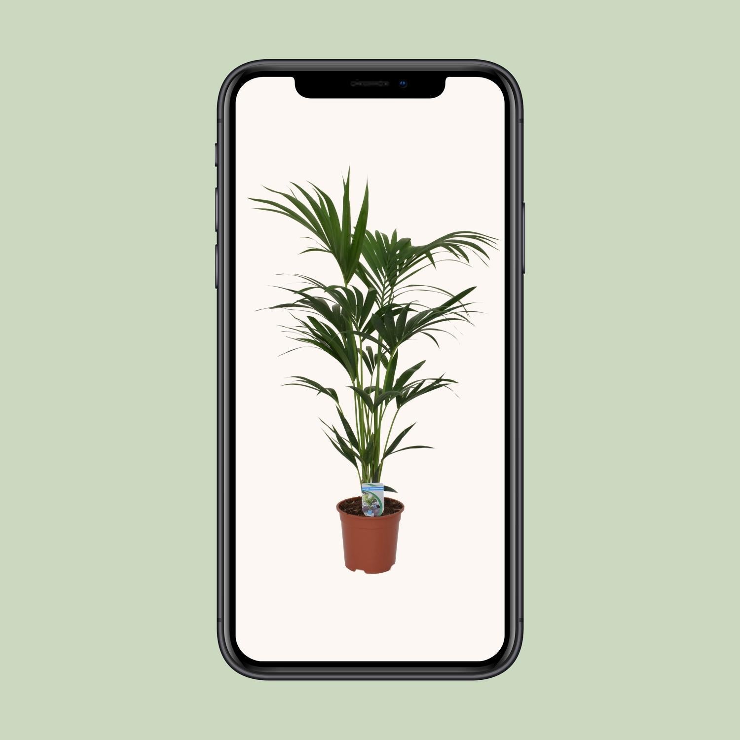 Howea forsteriana - Ø21 - ?120cm