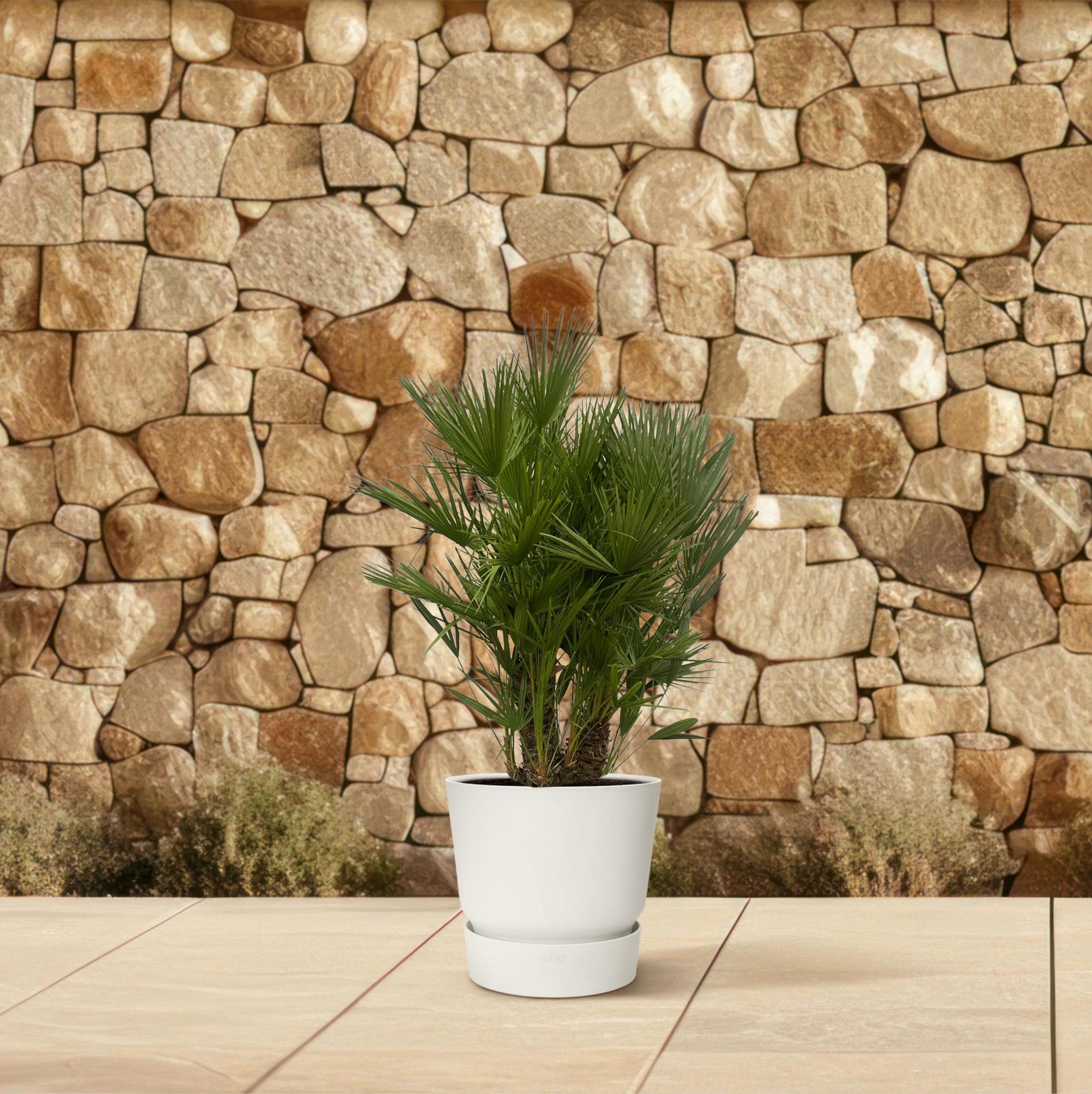 Chamaerops Humilis multistam - 180 cm - Ø45cm
