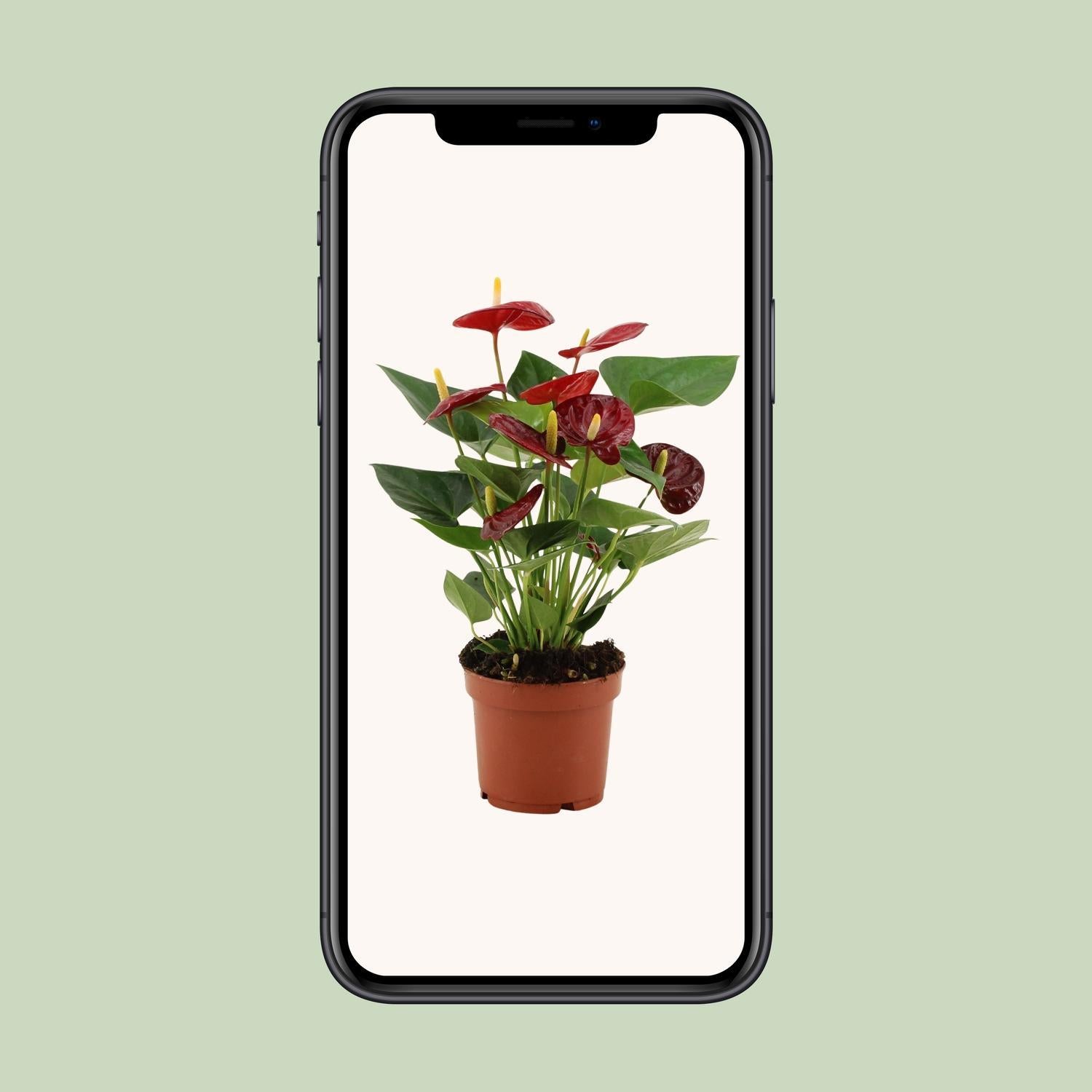 Anthurium Calon In Transparante Hoes - Ø12cm - ↕36cm