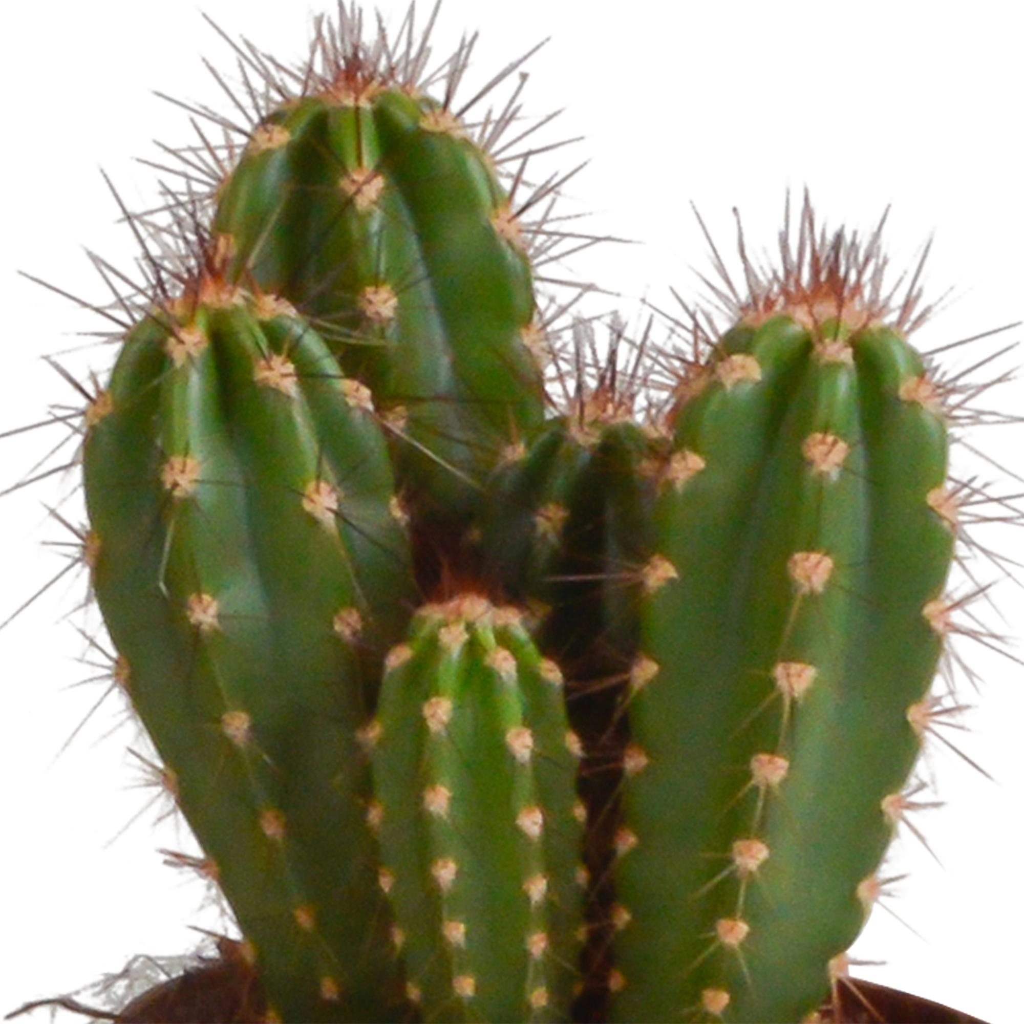 Cereus mix 10,5cm - 3x - in terracotta pot