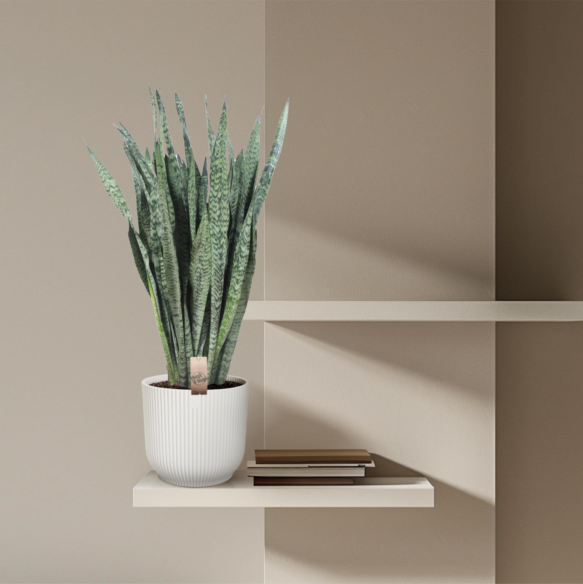 Vrouwentong Zeylenica - 110 cm - ø35