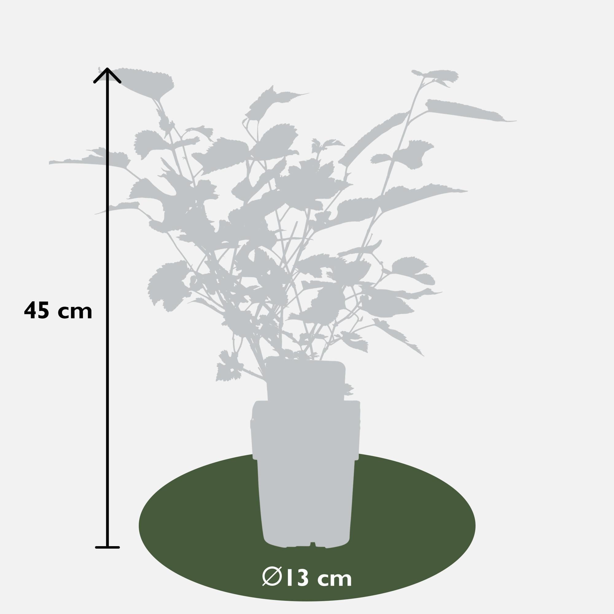 Zwarte dovenetel Mulle - ?45cm - Ø13