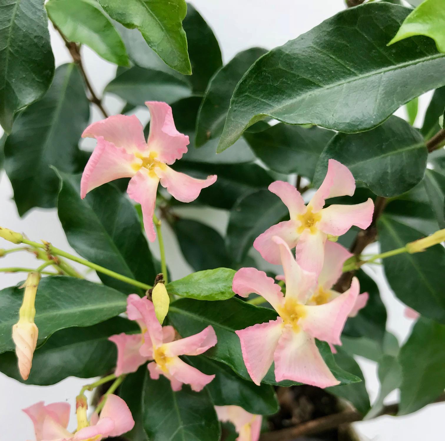 2x - Trachelospermum 'Ster van Ibiza' - ?65cm - Ø15