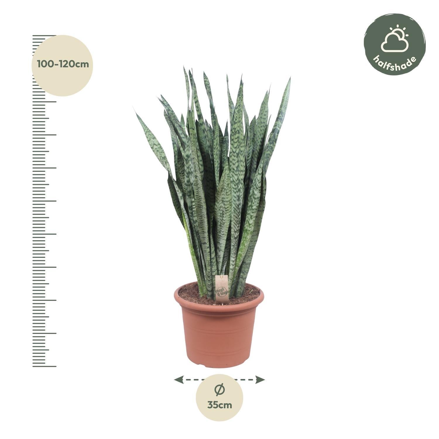 Vrouwentong Zeylenica - 110 cm - ø35