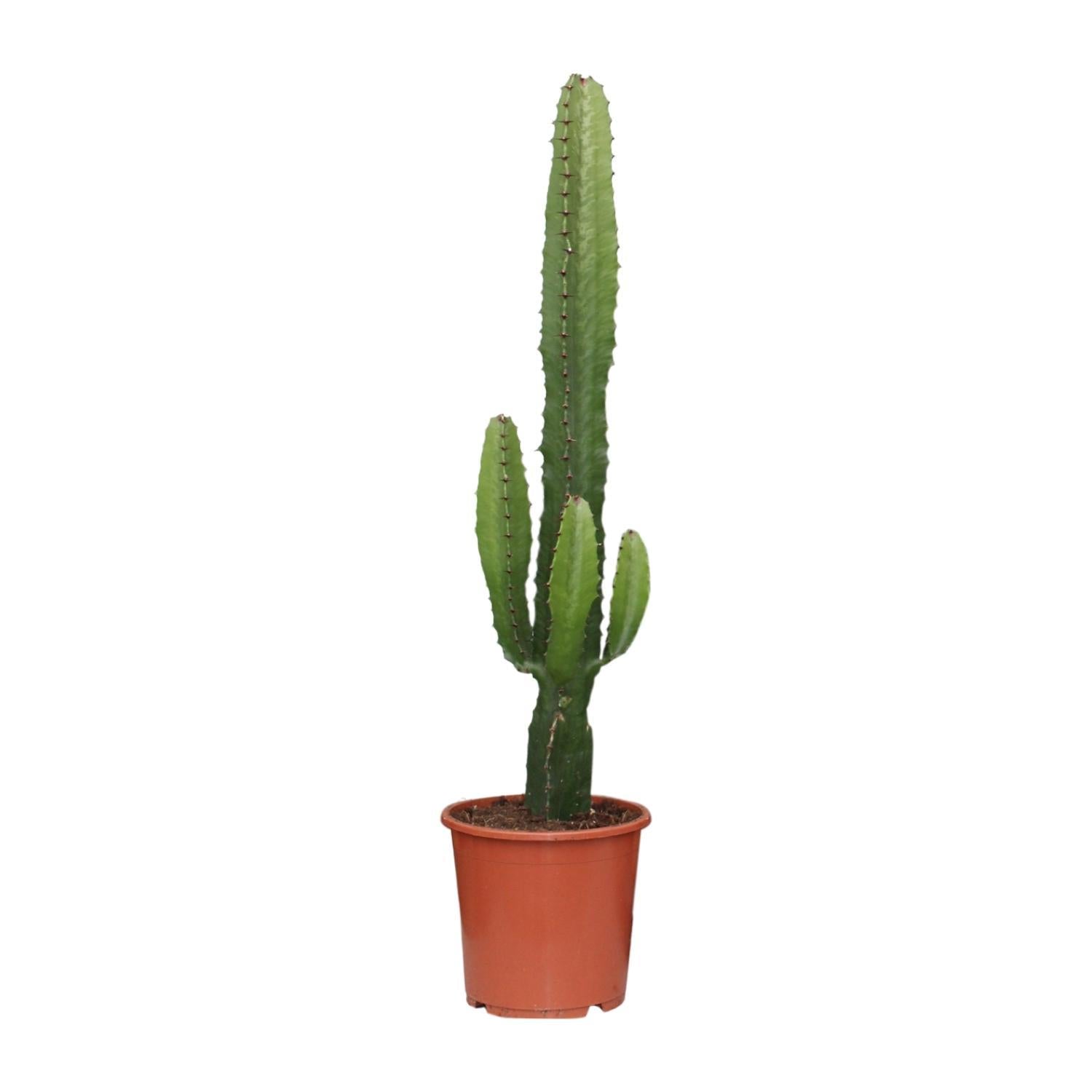 Euphorbia Acrurensis - Ø17 - ?50cm
