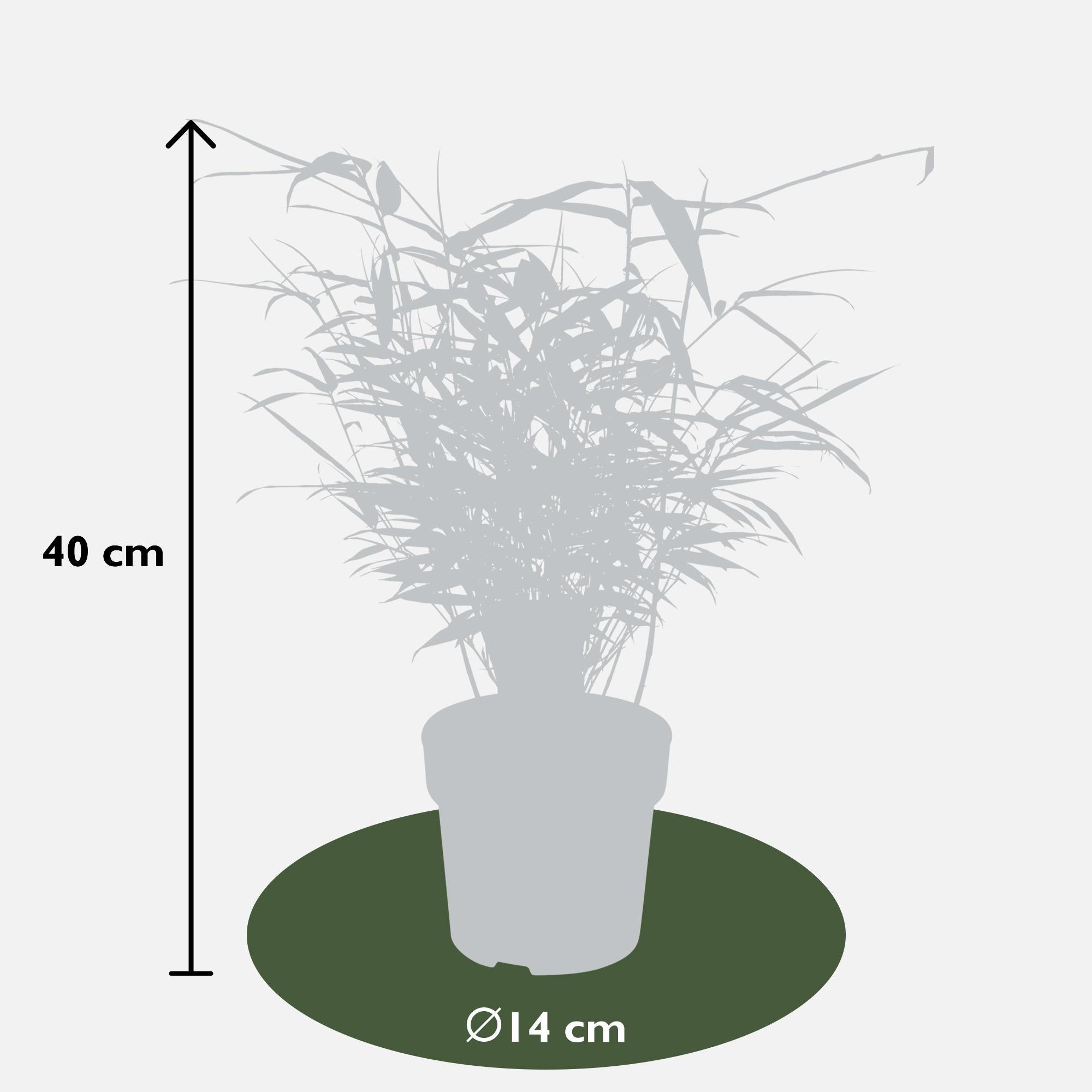 8x Fargesia rufa - ?40cm - Ø14