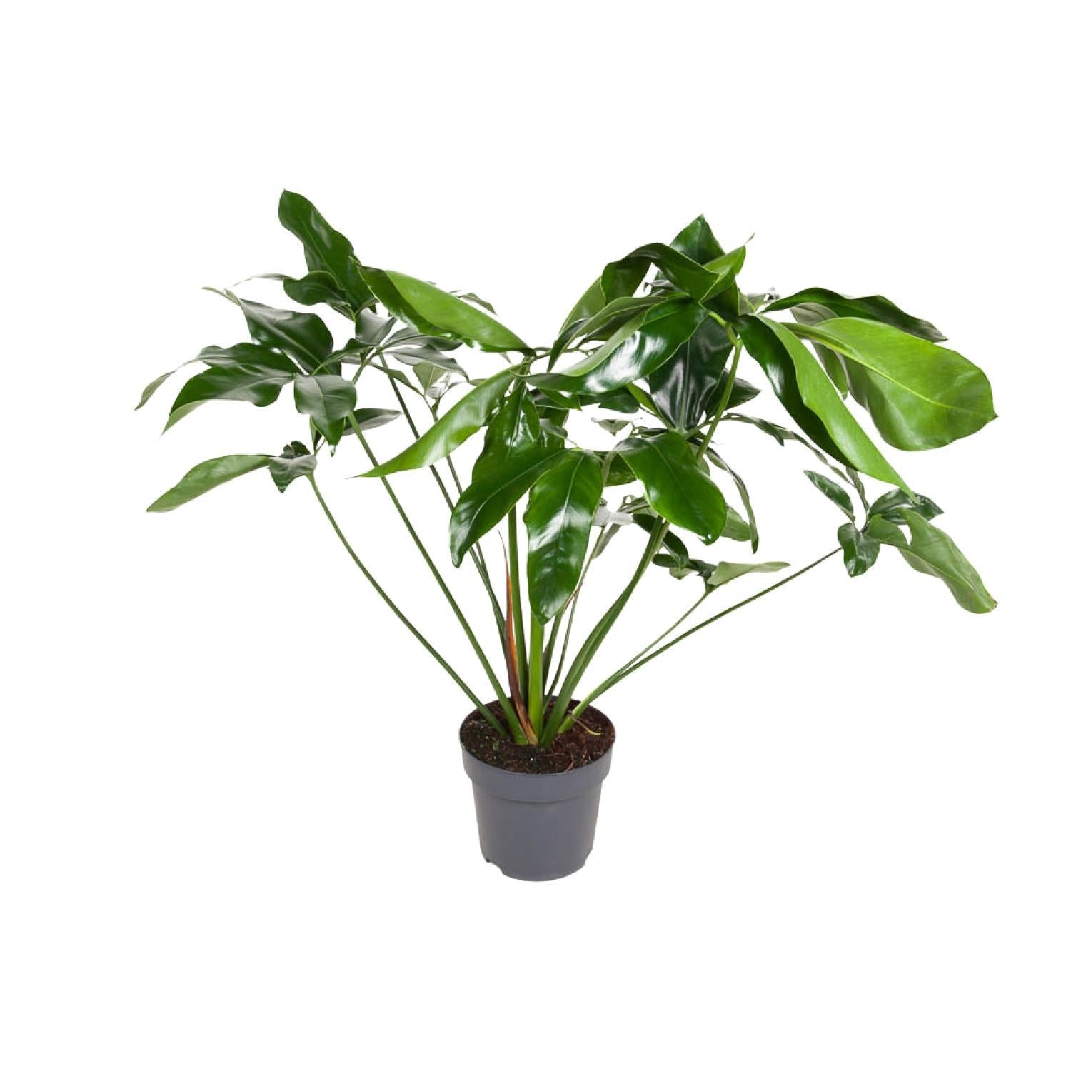 Philodendron Groen Wonder - Ø24cm - ↕100cm