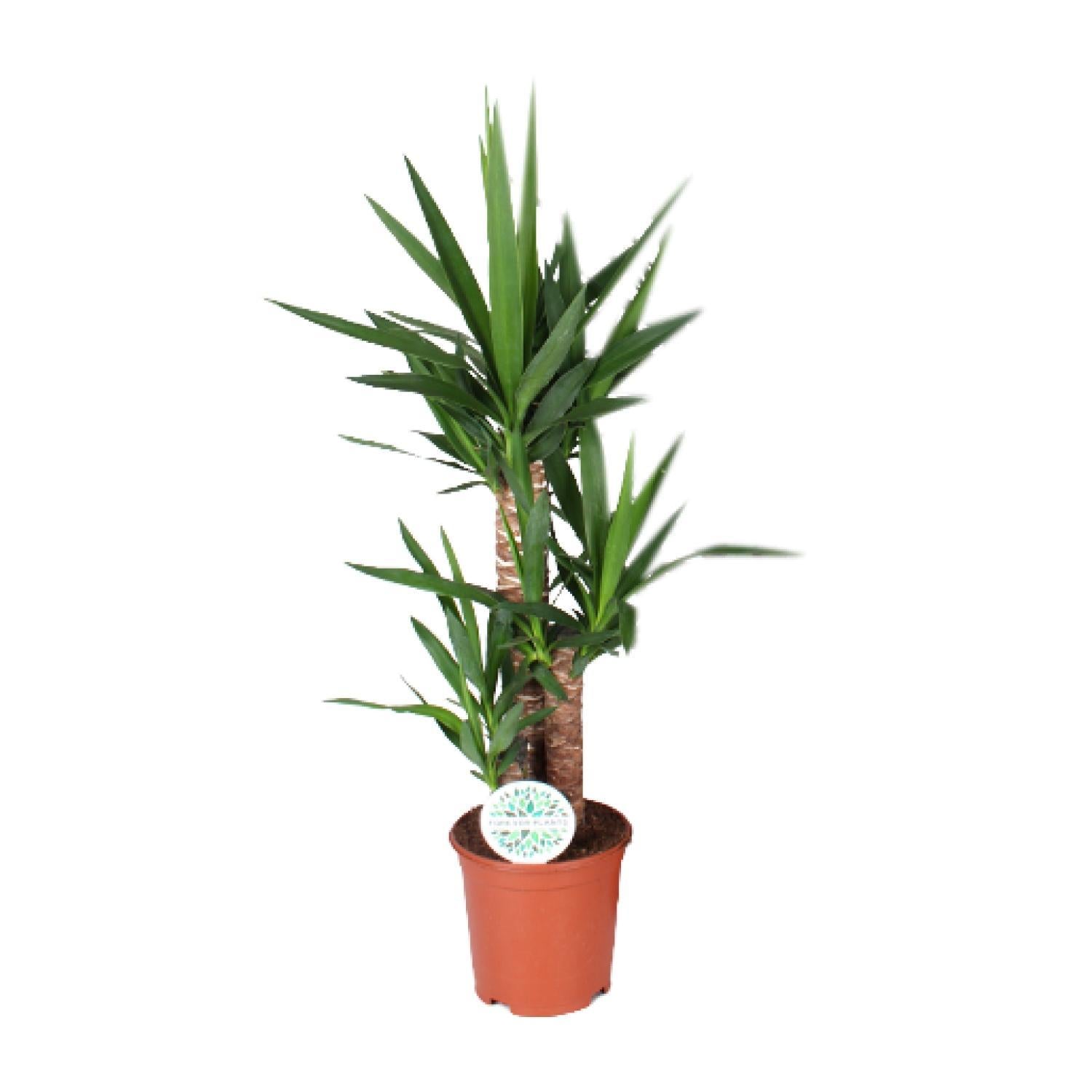 Yucca-Ø21cm - ↕90cm