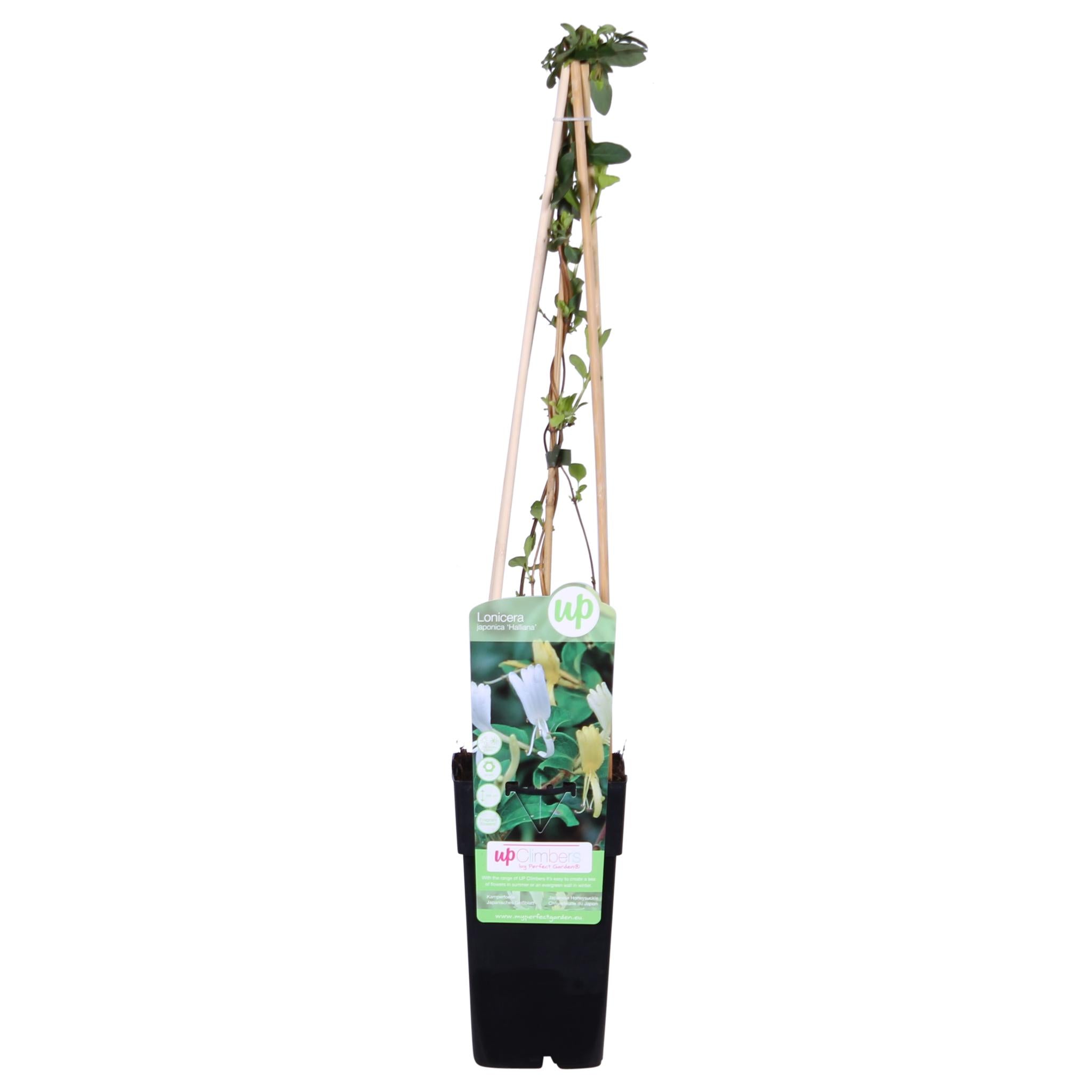 Lonicera japonica 'Halliana' - ?65cm - Ø15