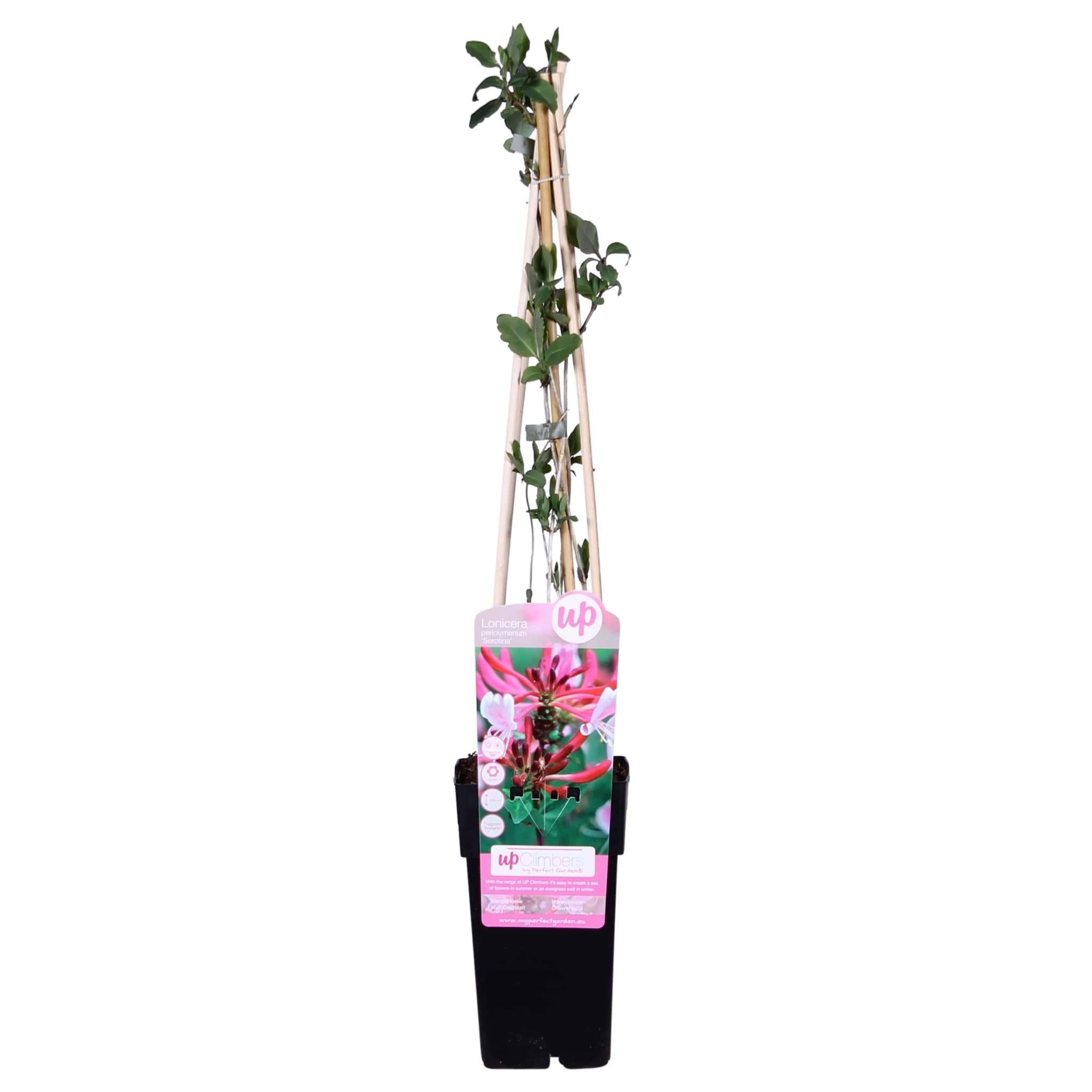 Lonicera periclymenum 'Serotina' - ?65cm - Ø15