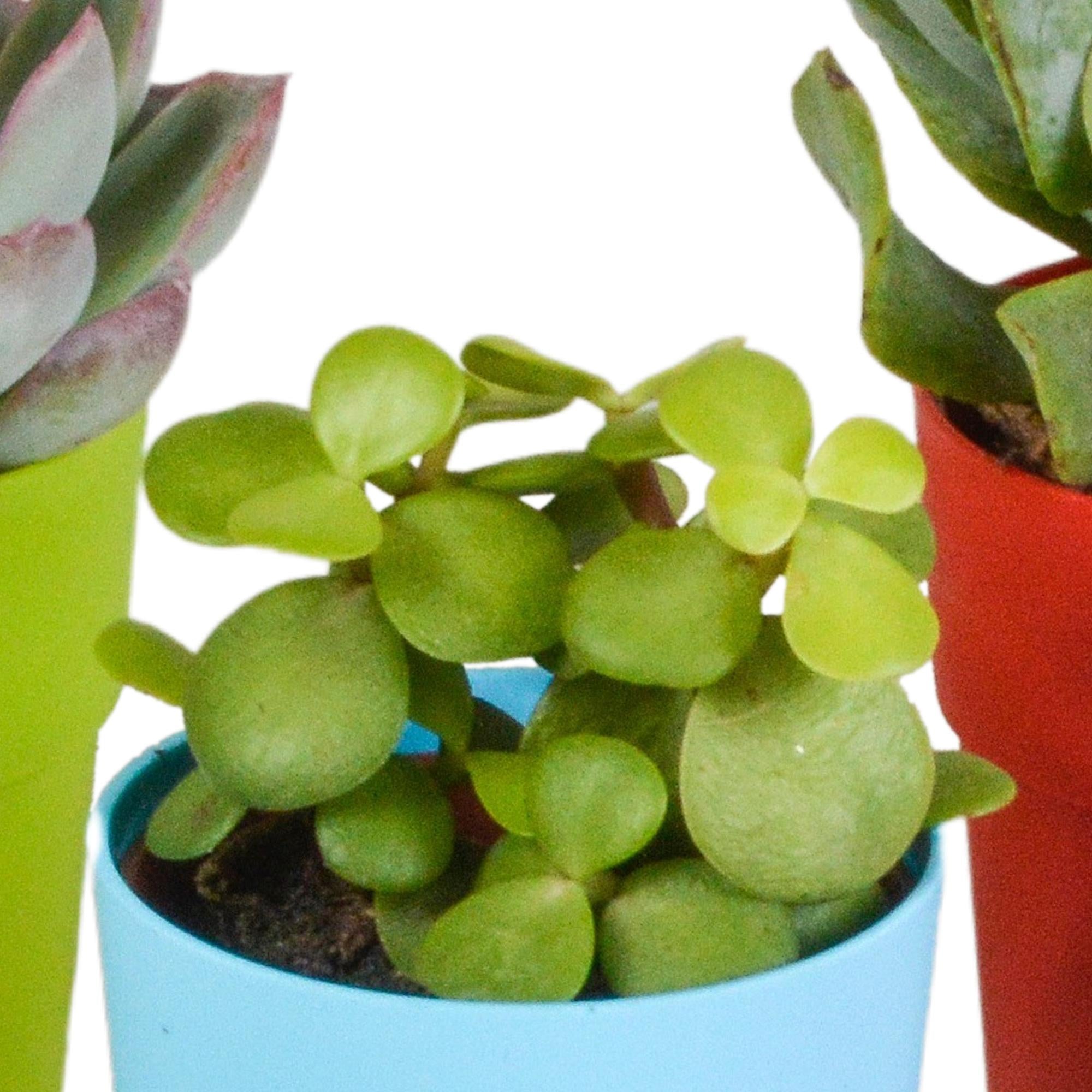 Vetplantenmix 5,5 cm - 5x - in kunststof pot