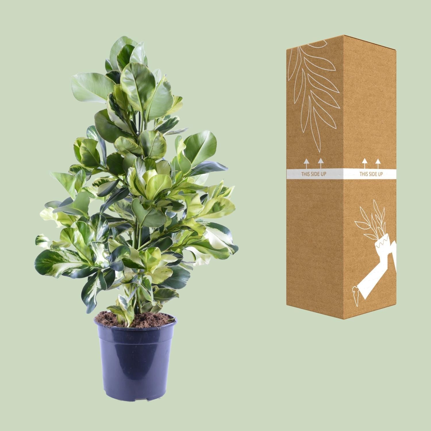 Clusia Rosea Witte Ster - Ø24cm - ↕95cm