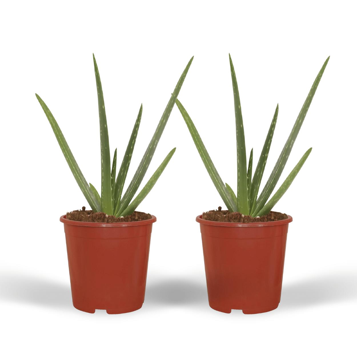 2x Aloë vera - Vetplant - 40cm - ø12