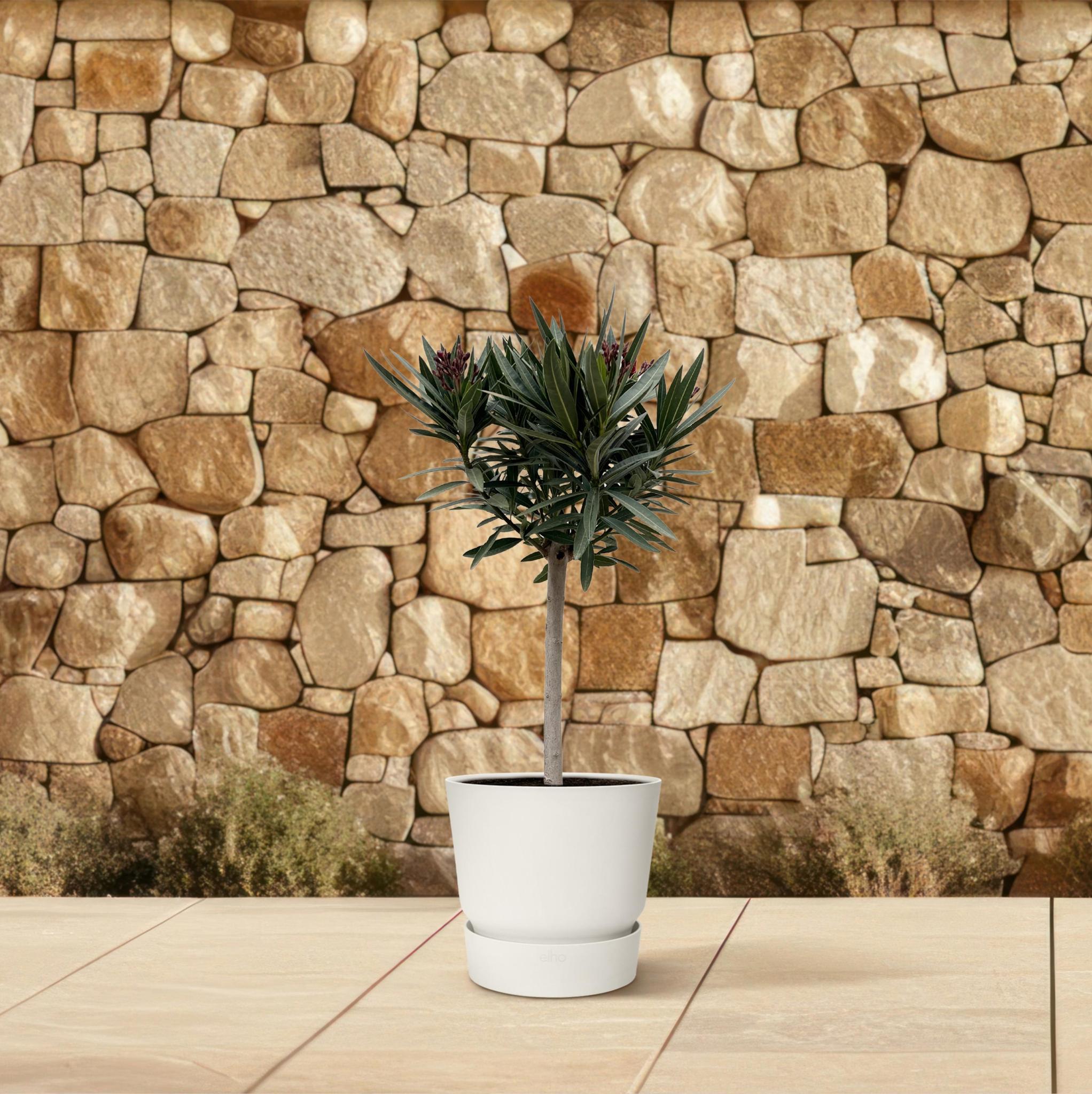 Nerium Oleander auf Stamm mit rosa Blüten – 90 cm – Ø22