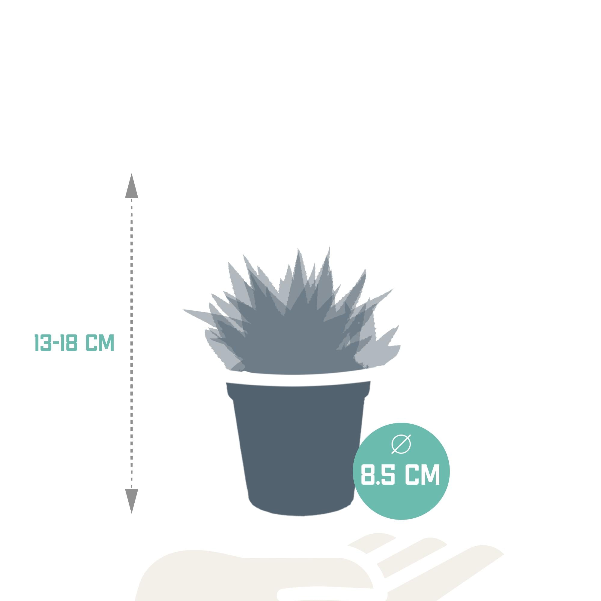 Gasteria/Haworthia mix 8,5cm - 3x - zonder pot