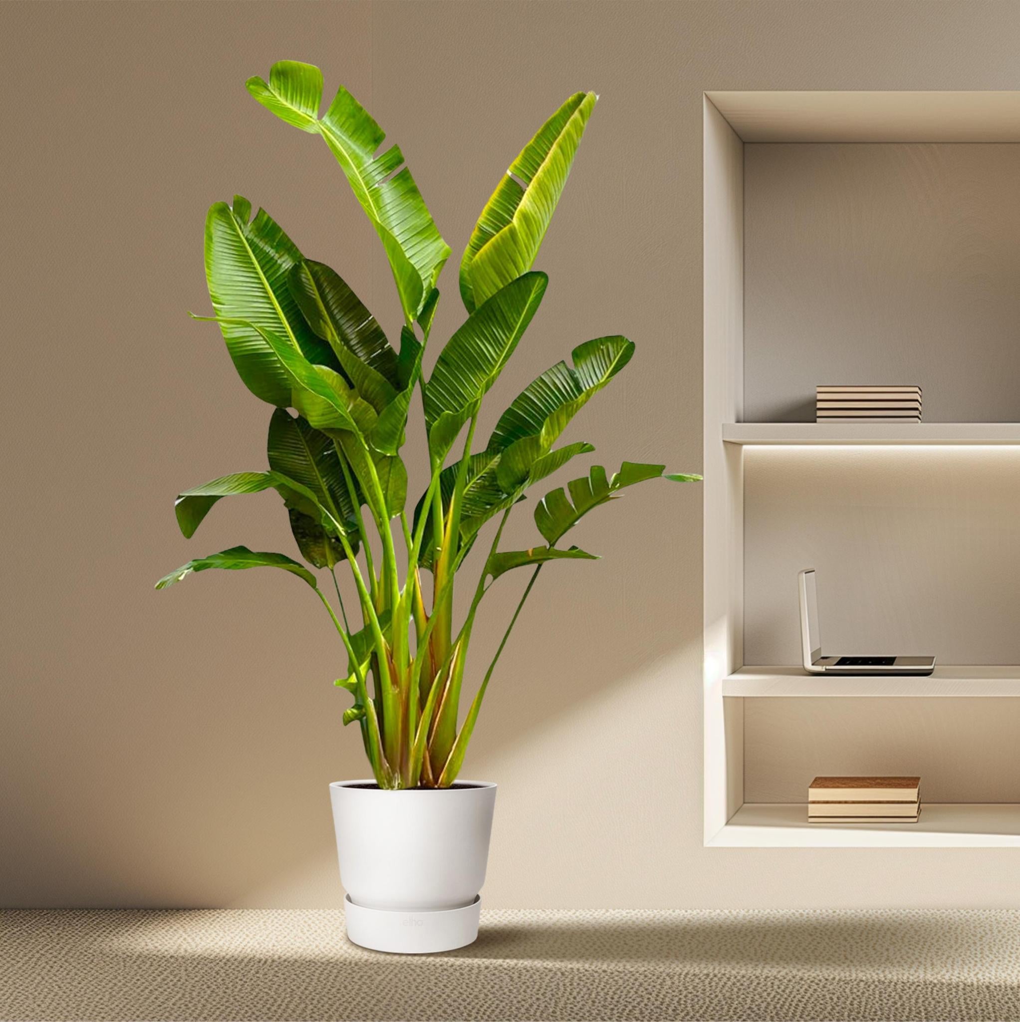 Strelitzia Augusta Multistamm XXL - 250 cm - ø50