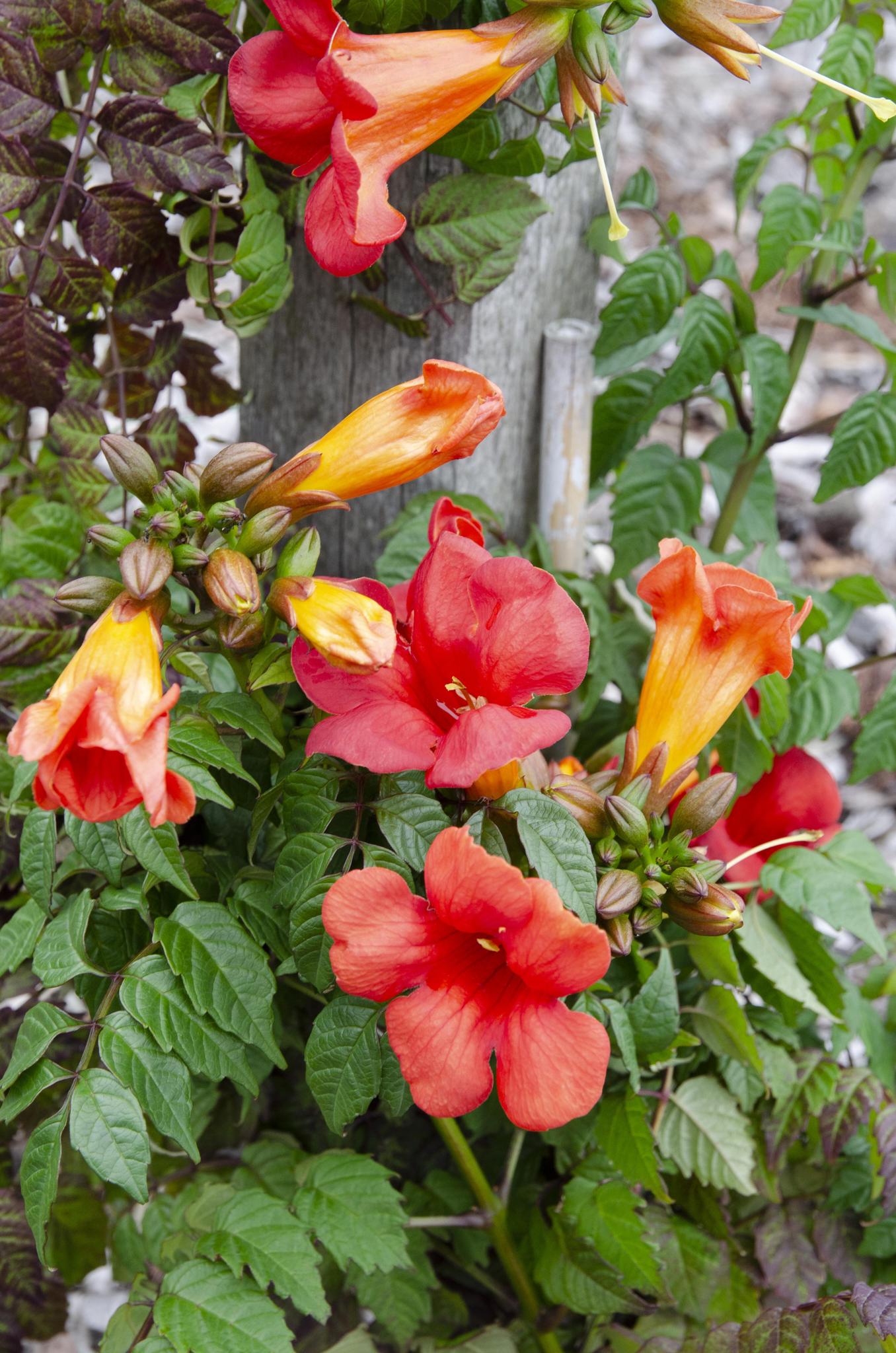 2x - Campsis Summer Jazz 'Vuurtrompet' - ?65cm - Ø15