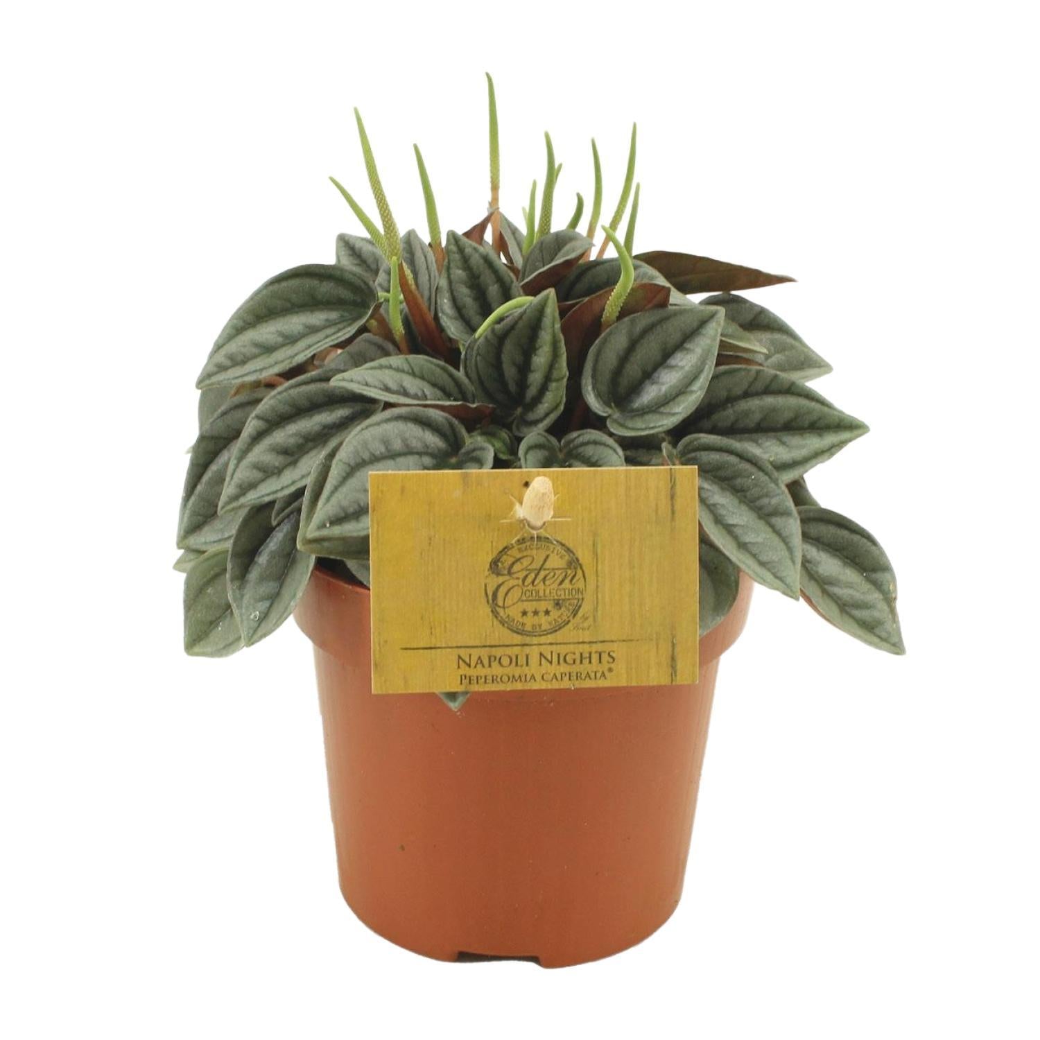 Peperomia Napoli Nachten 10,5cm - Ø10,5cm - ↕15cm