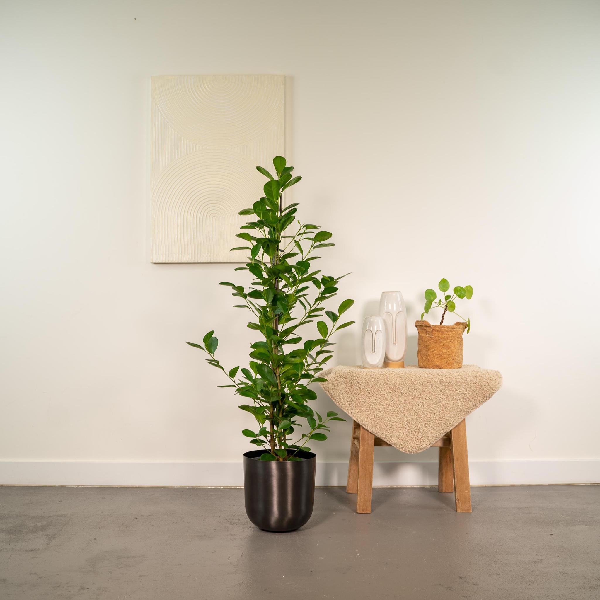Ficus microcarpa Moclame - Ø21cm - ↕95cm + Pot Mayk Lood