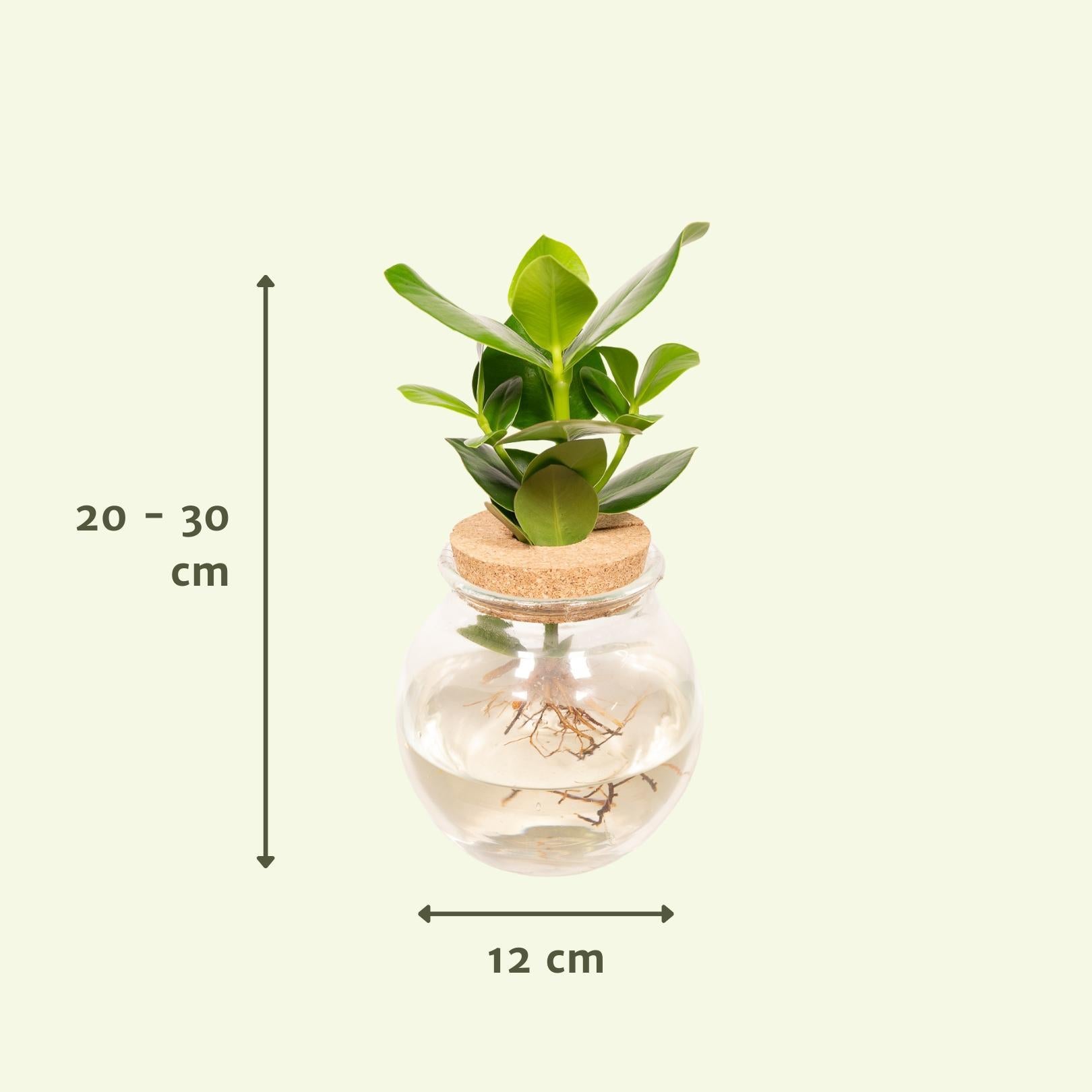 Clusia in Bolglas kurk - 30cm - ø12