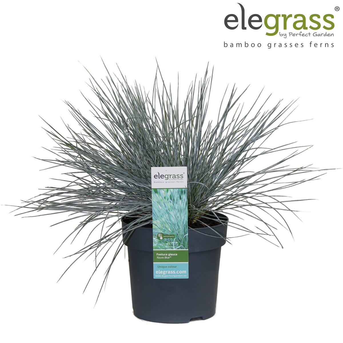 Festuca glauca Azura Blauw - Ø14 - ?30cm