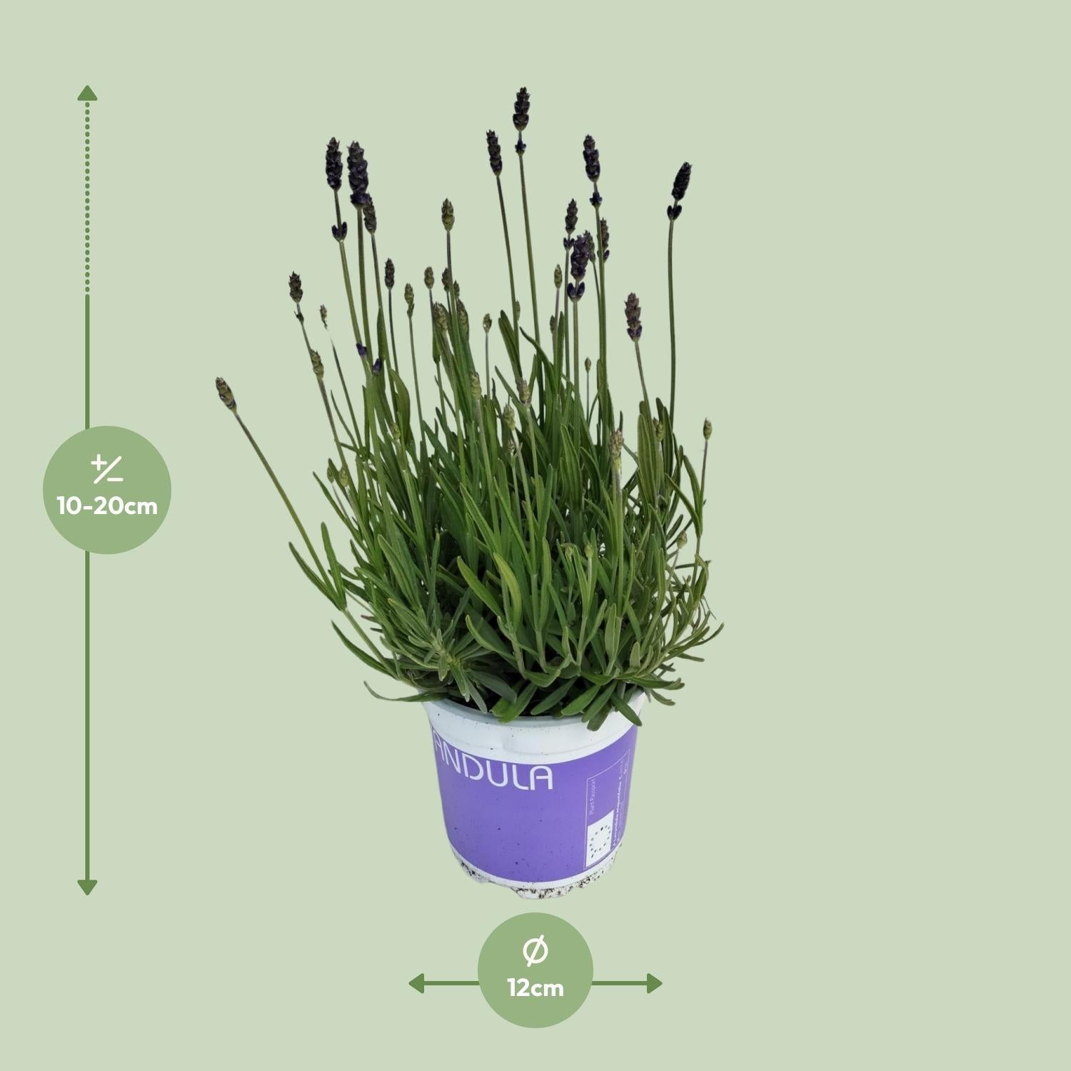 Lavendel Lavandula Hidcote Blauw Blauw - Ø12cm - ↕20cm