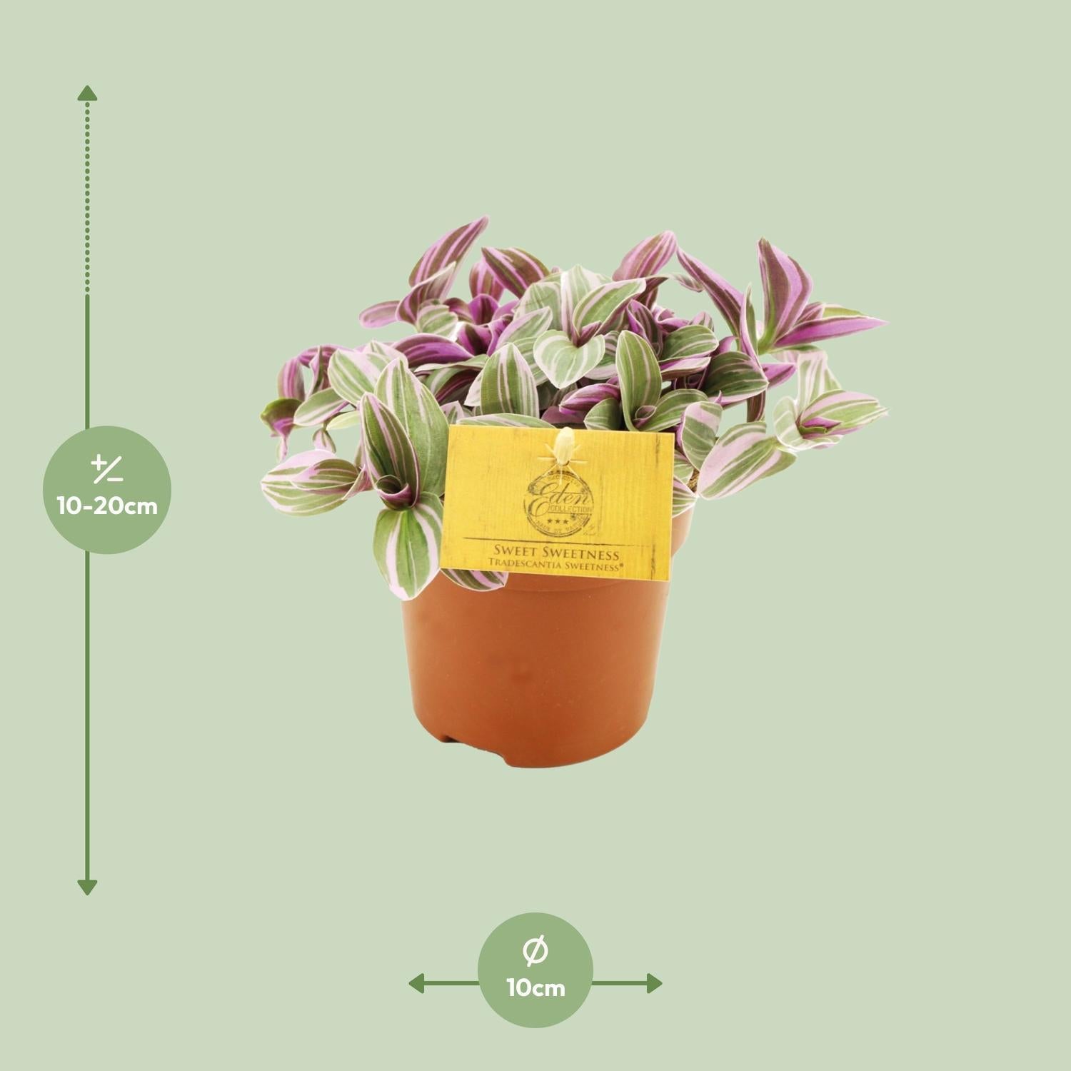 Tradescantia Zoetheid 10,5cm - Ø10,5cm - ↕cm