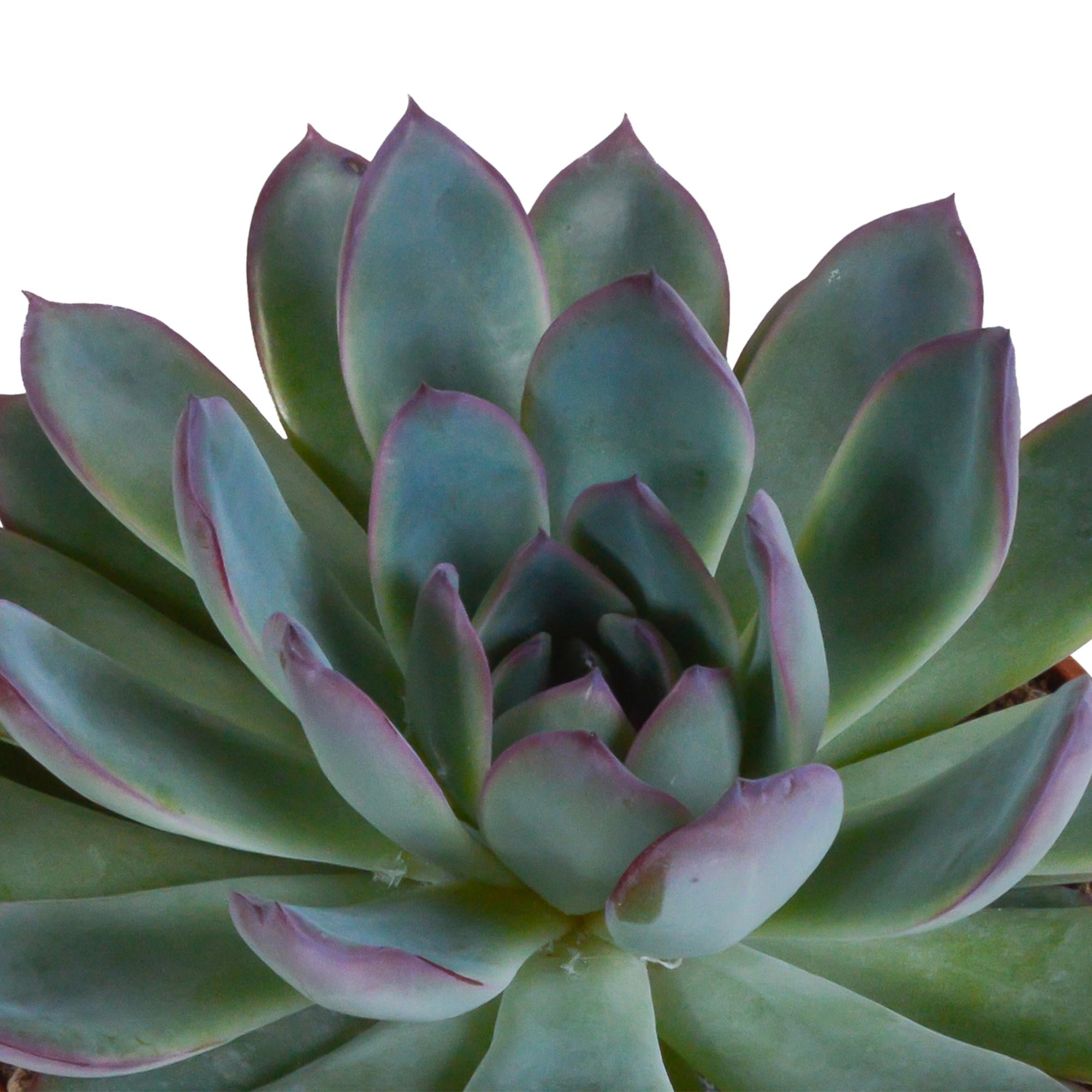 Echeveria mix 10,5 cm - 3x - in witte pot