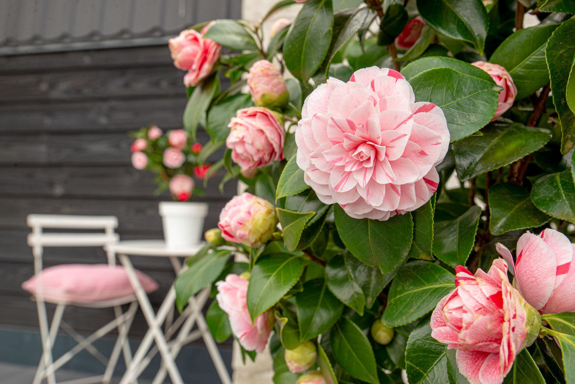 Camellia japonica Bonomiana - Ø19 - ?65cm