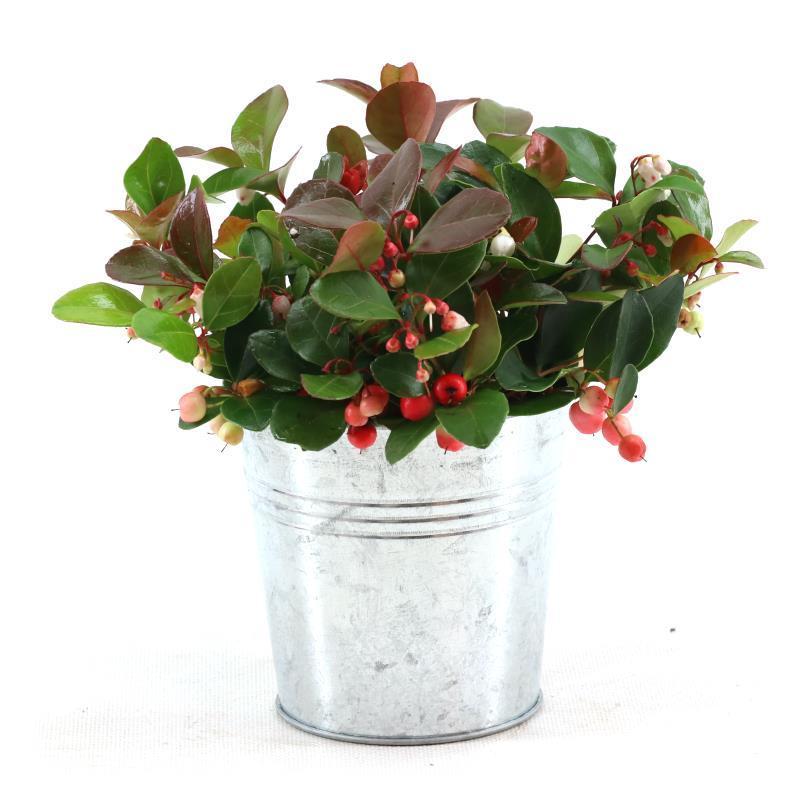 Gaultheria Pr. 'Big Berry'® P10 In Zink Old-Look - Ø12cm - ↕15cm