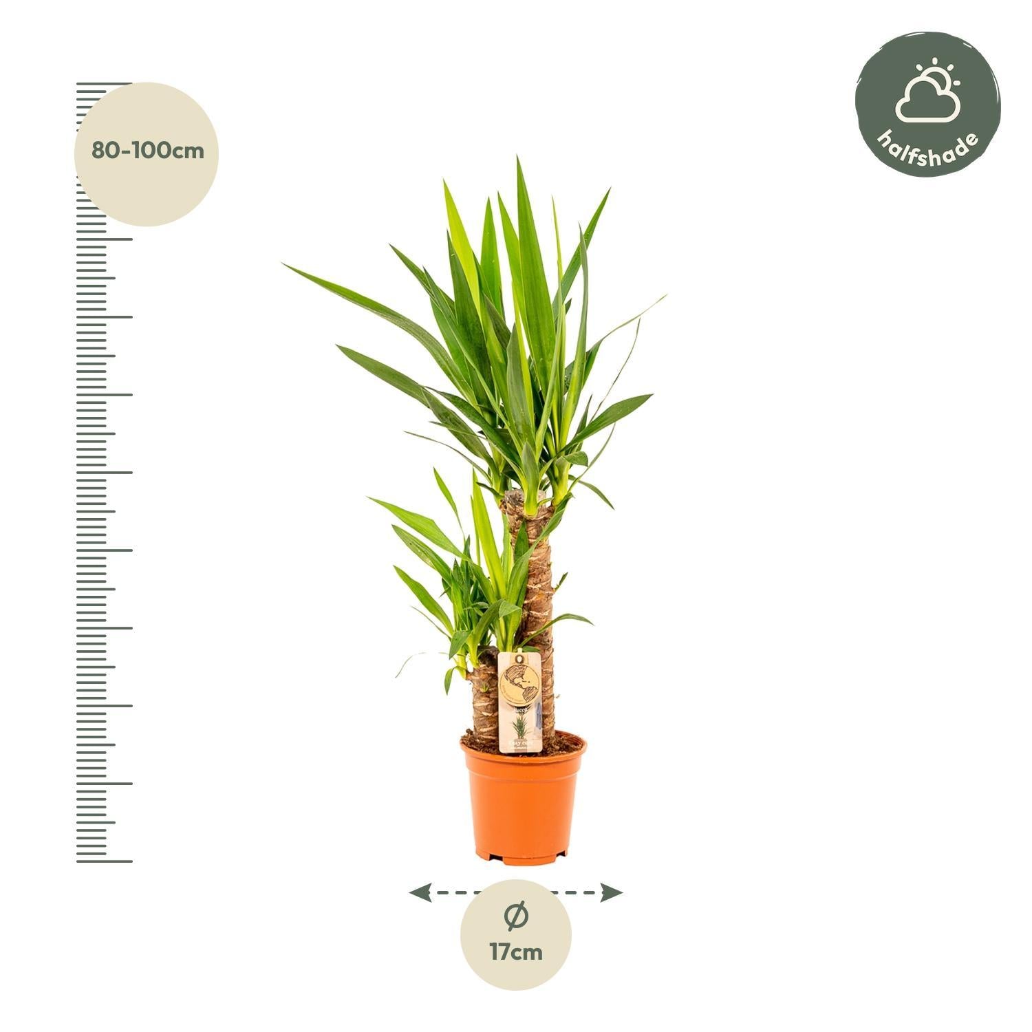 Yucca-Ø17cm - ↕90cm