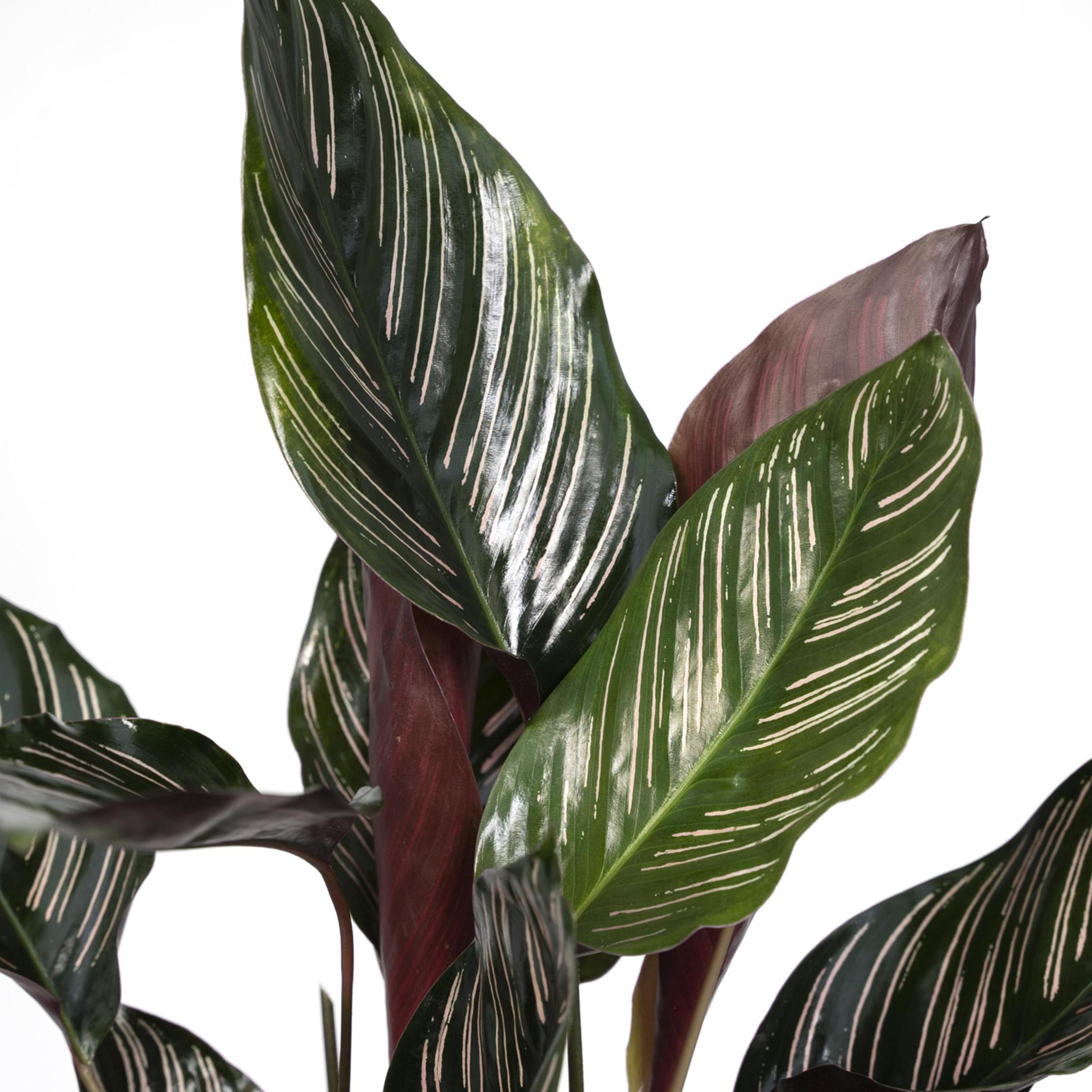 Calathea Ornata - Ø14 - ?50cm