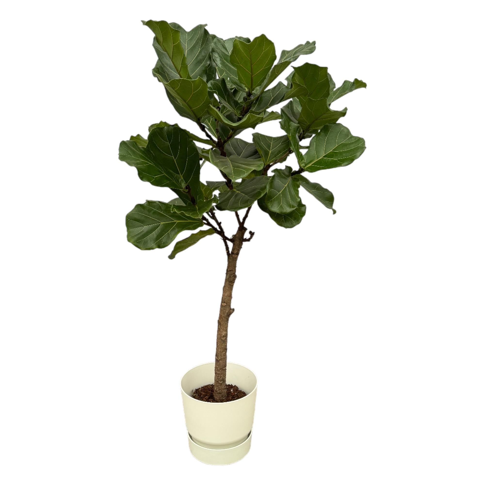 Ficus Lyrata stam inclusief elho Greenville Rond wit - 160 cm - Ø30
