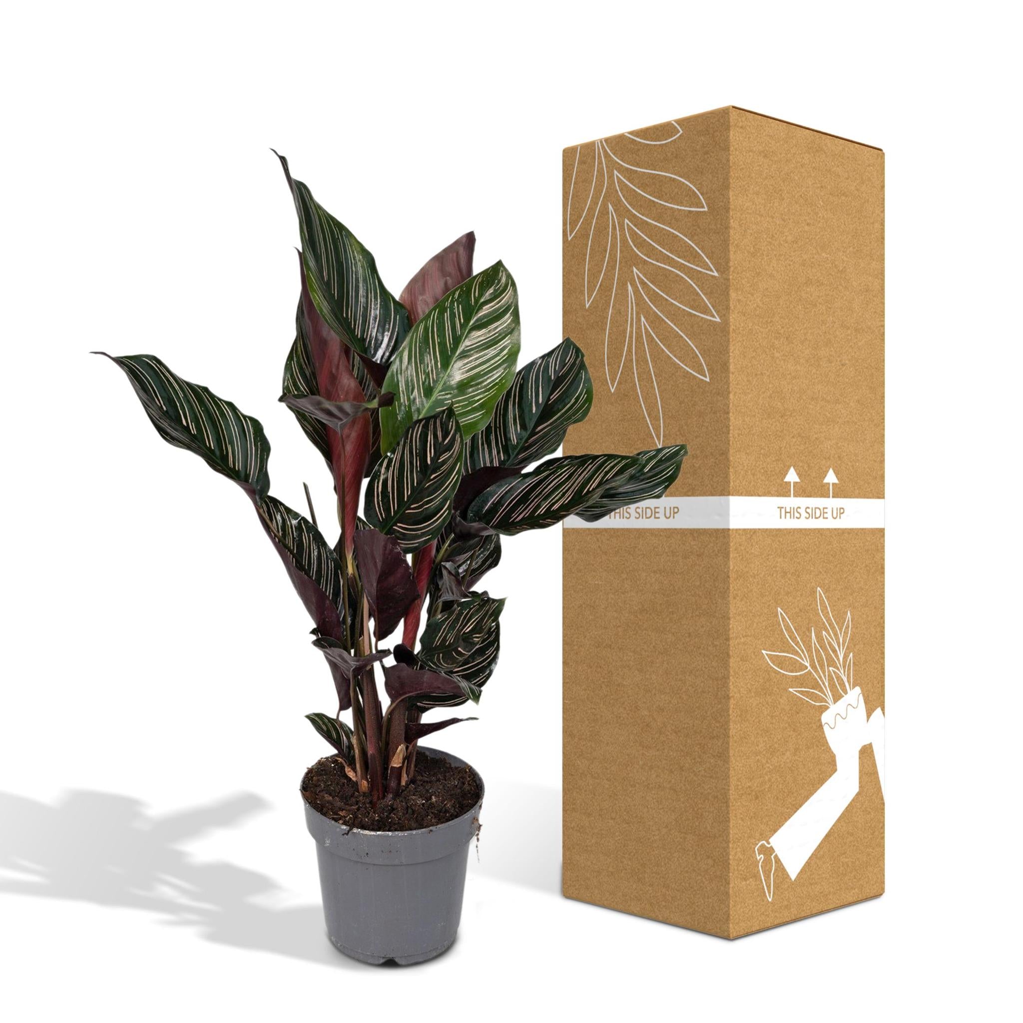 Calathea Ornata - Ø14 - ?50cm