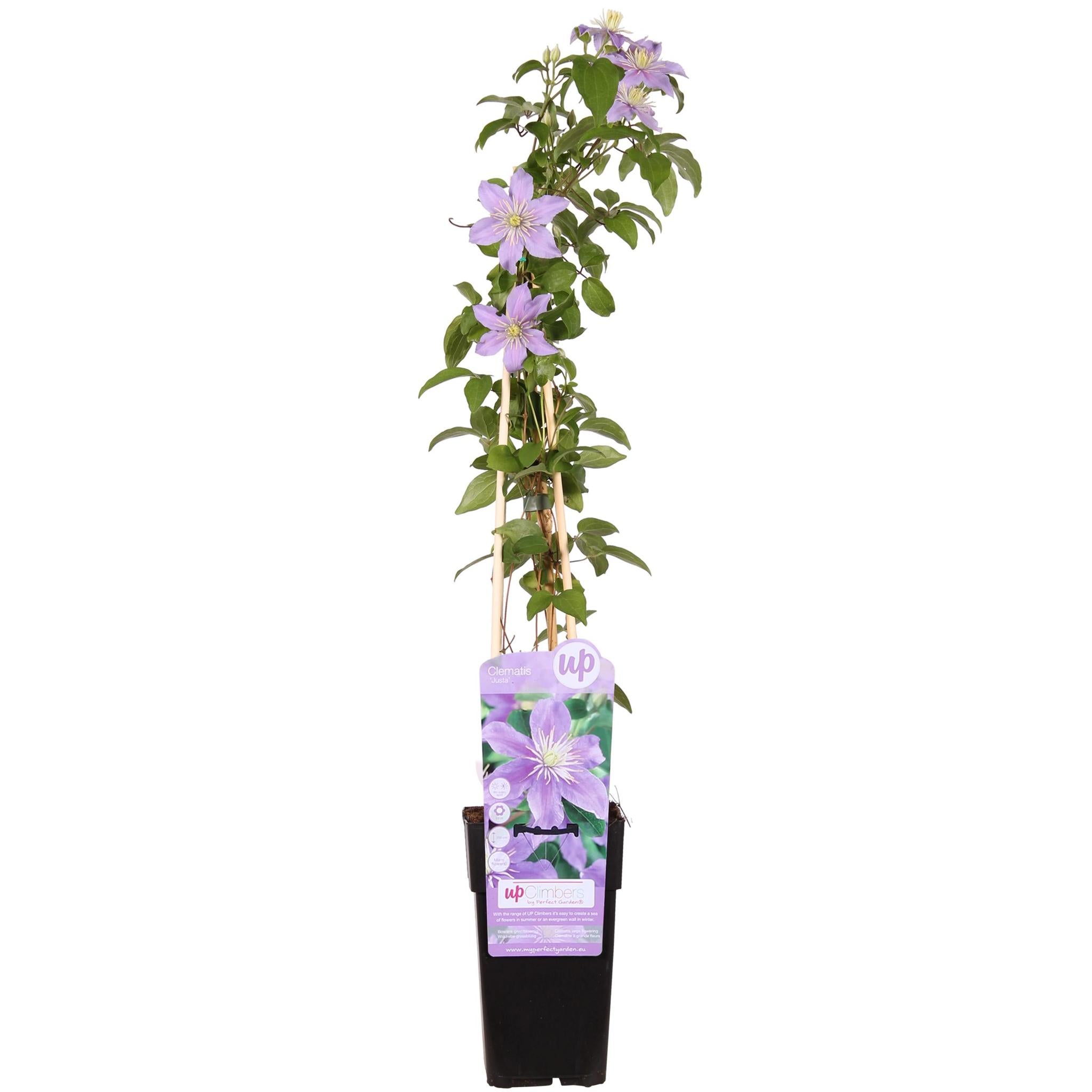 Clematis Justa - ?65cm - Ø15