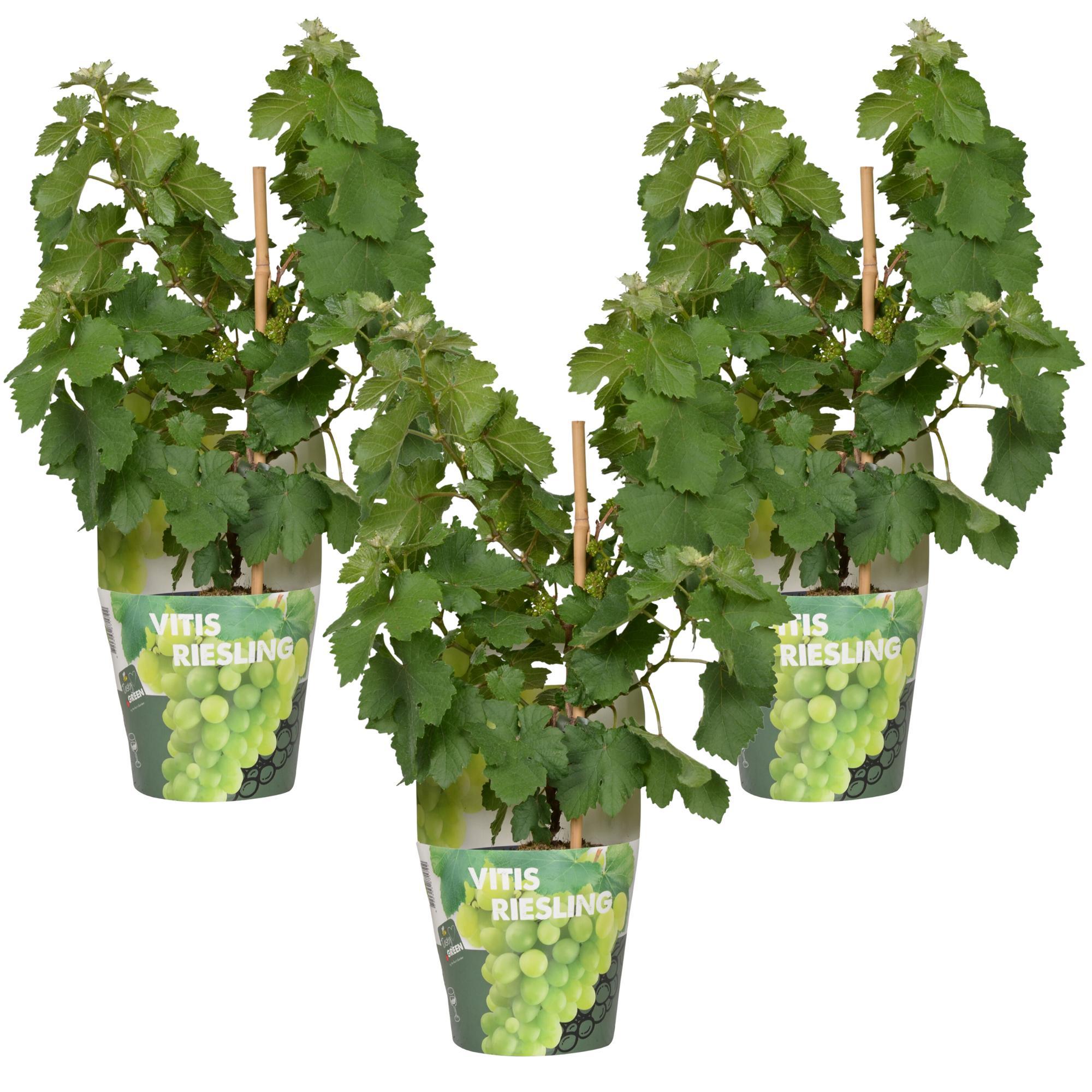 3x - Vitis Pixie 'Riesling' - ?30cm - Ø14