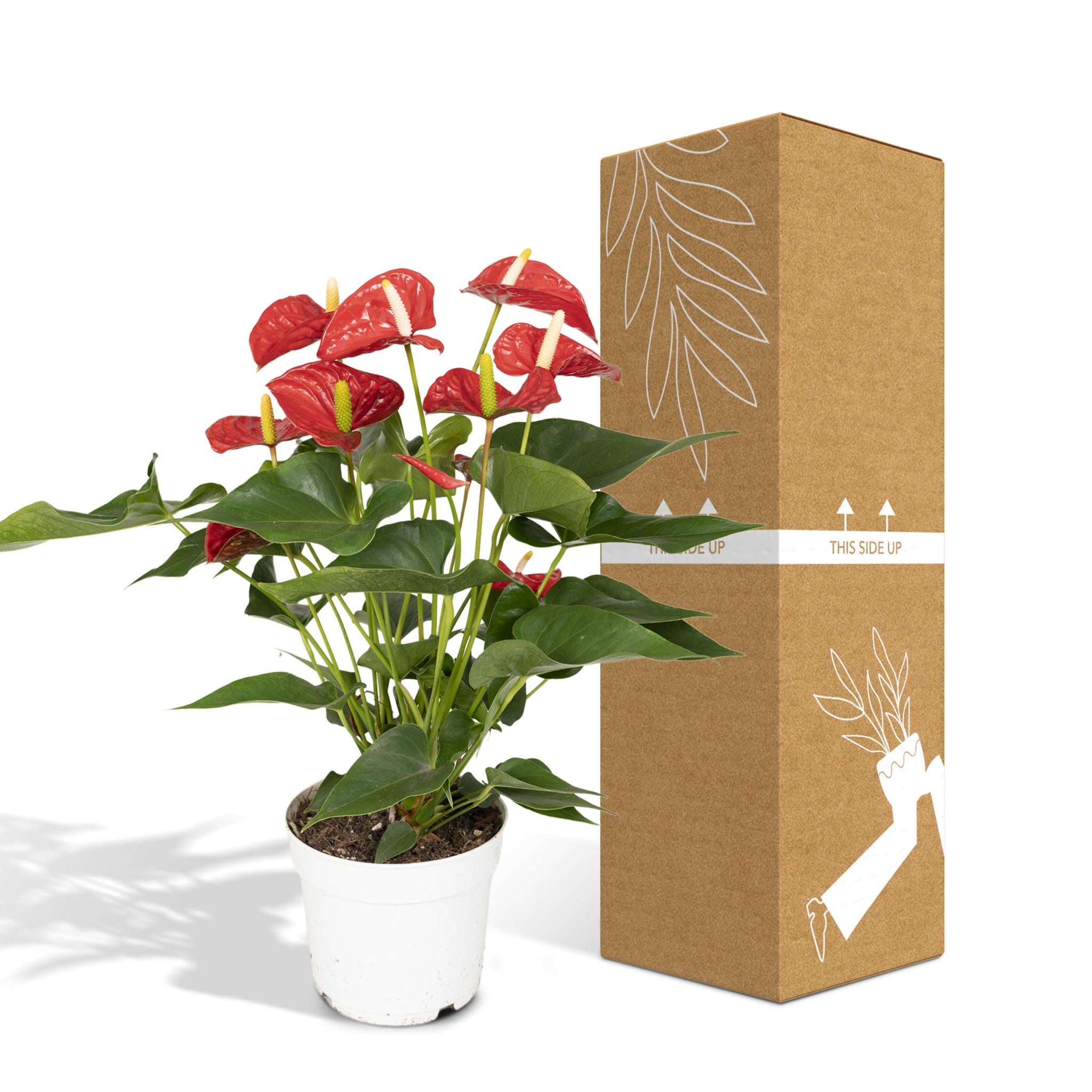 Anthurium Nevada - Ø17 - ?55cm