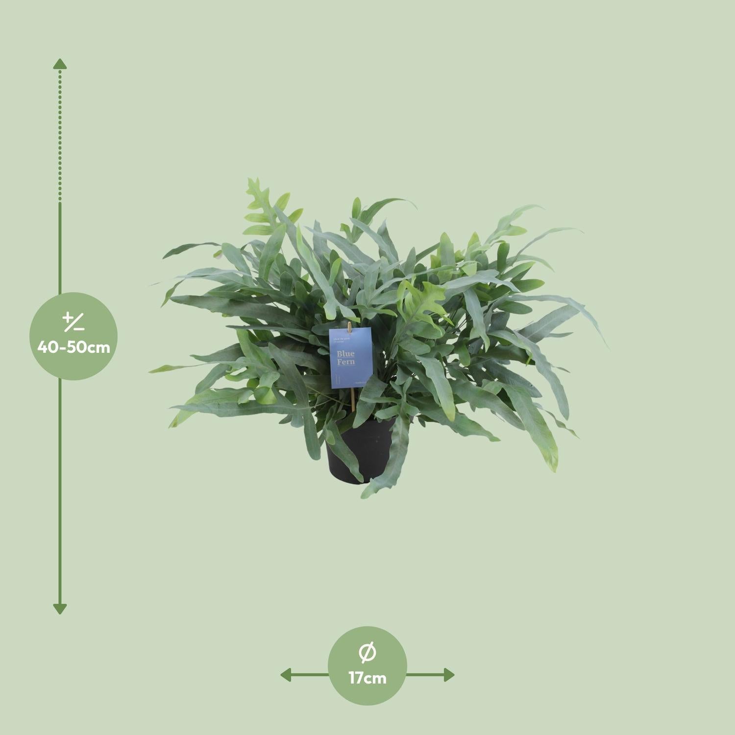 Phlebodium Aureum Blauwe Ster - Ø17cm - ↕50cm