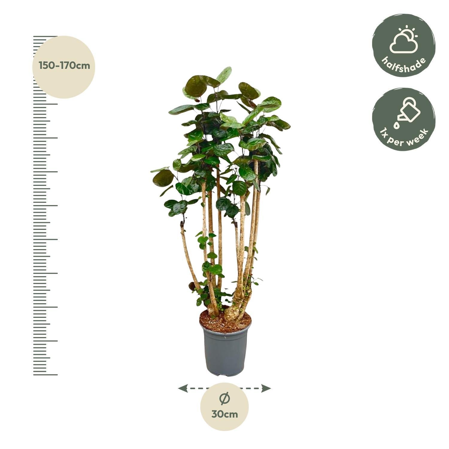 Polysicas Fabian XXL - 160 cm - ?27