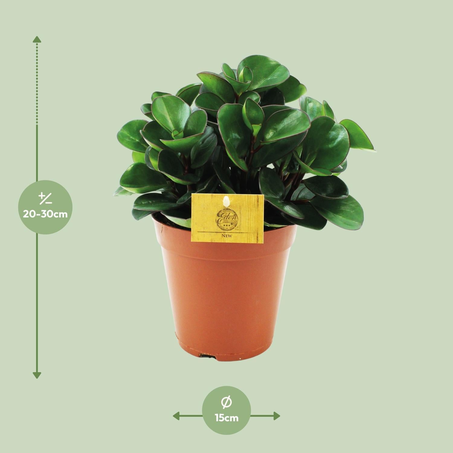 Peperomia Brandende Struik - Ø15cm - ↕25cm