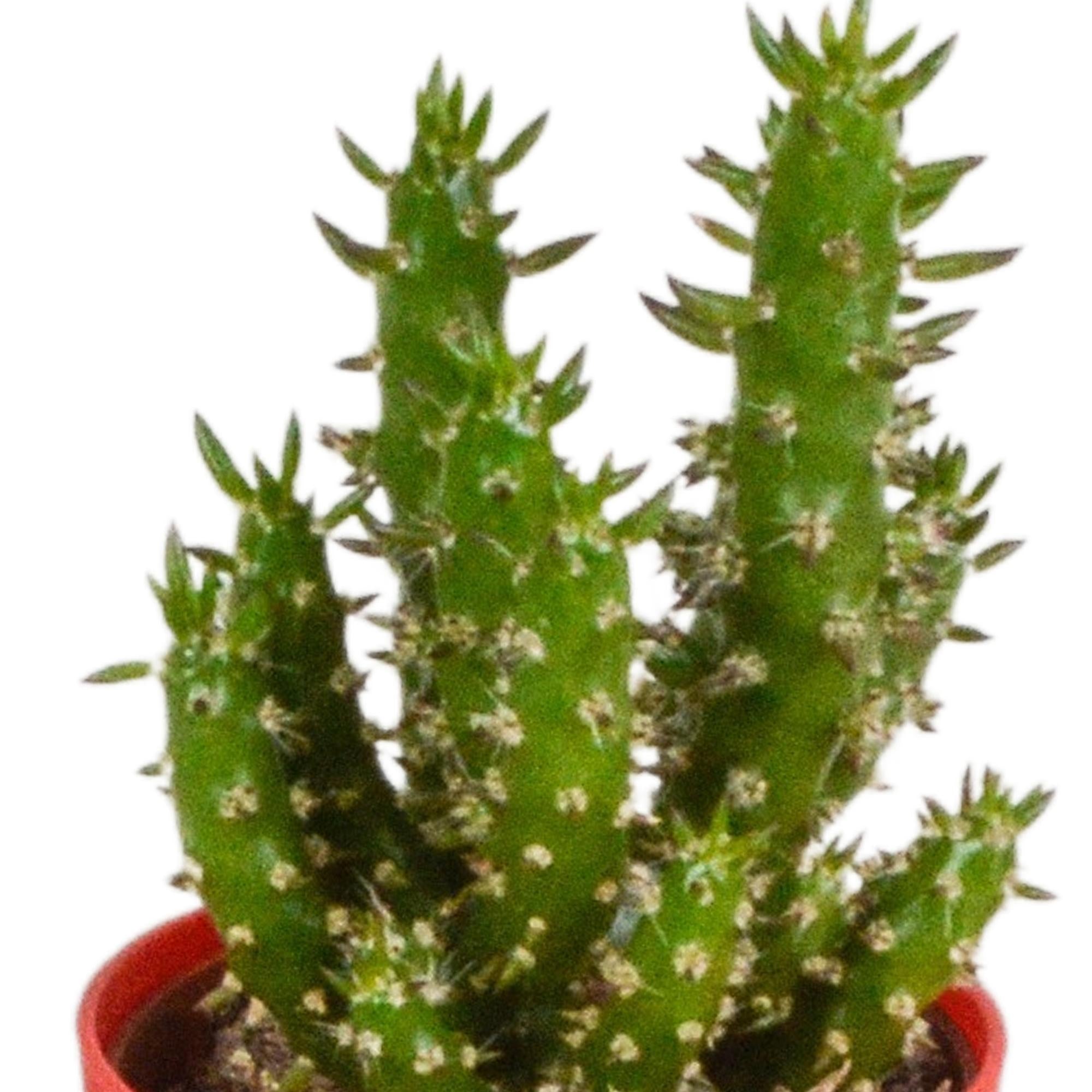 Kaktusmischung 5,5 cm - 5x - im farbigen Kunststofftopf