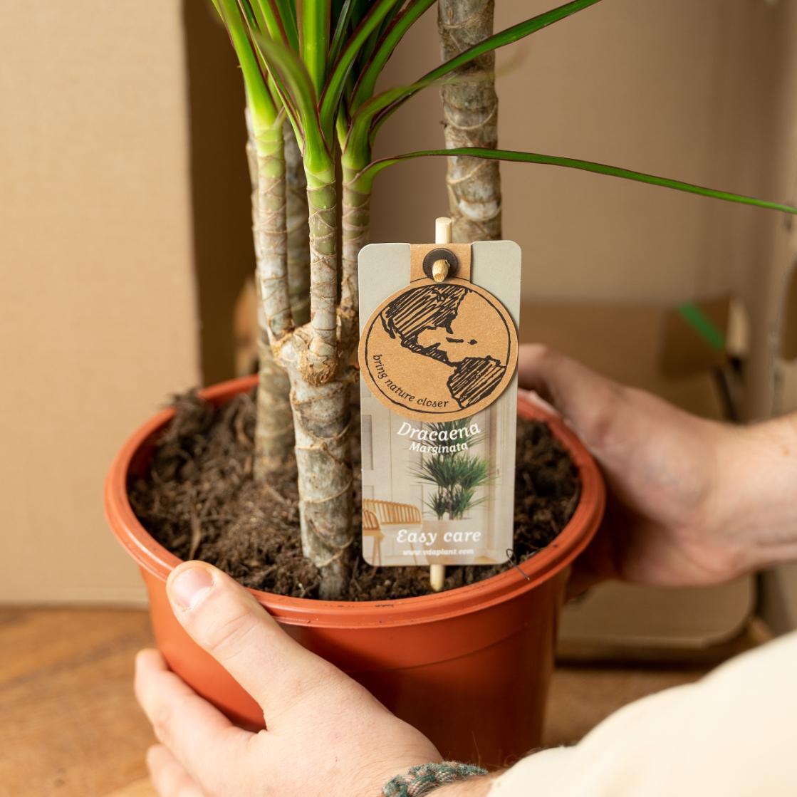 Dracaena - ?120cm - Ø21cm + Dracaena - 70cm - Ø17cm