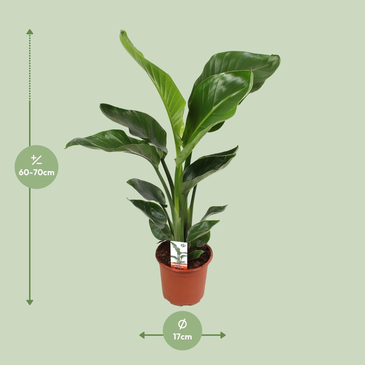 Strelitzia Nicolai 17 cm - Ø17 cm - ↕70 cm